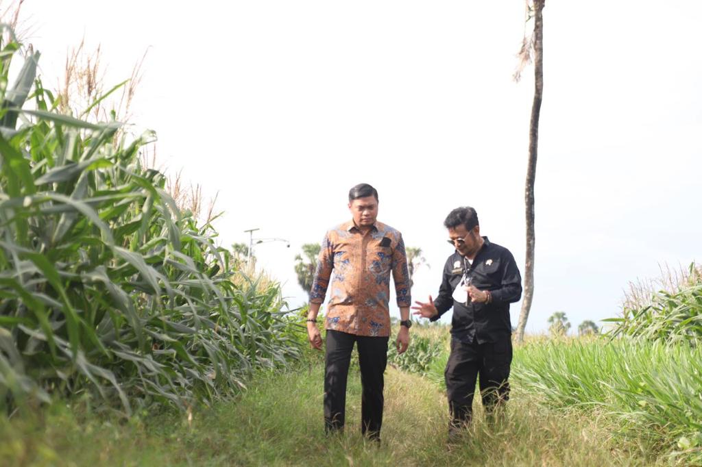 Mentan Tinjau Perkembangan Jagung Dua Tongkol