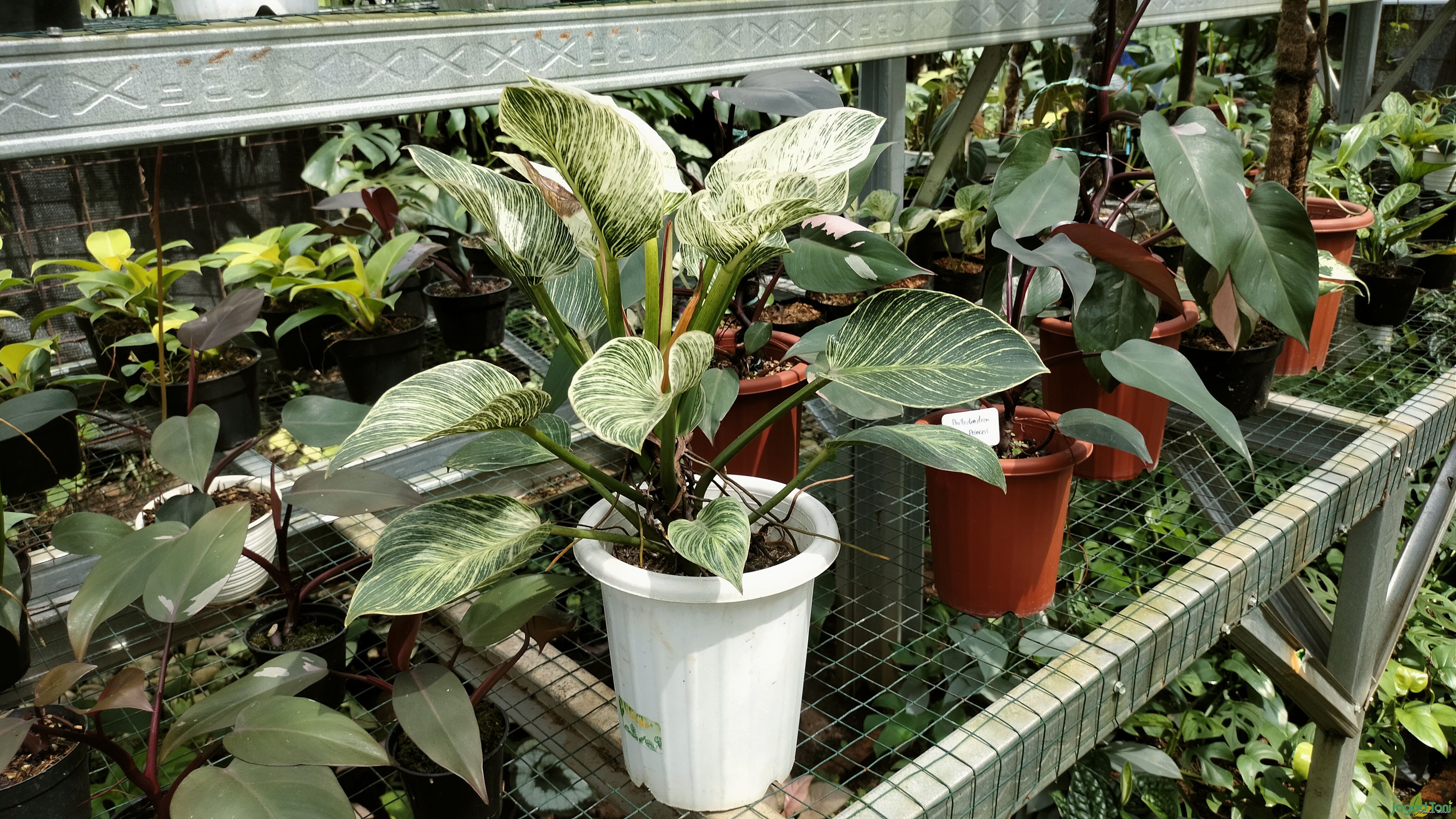 Simbar Menjangan Jadi Andalan Blooming Nursery