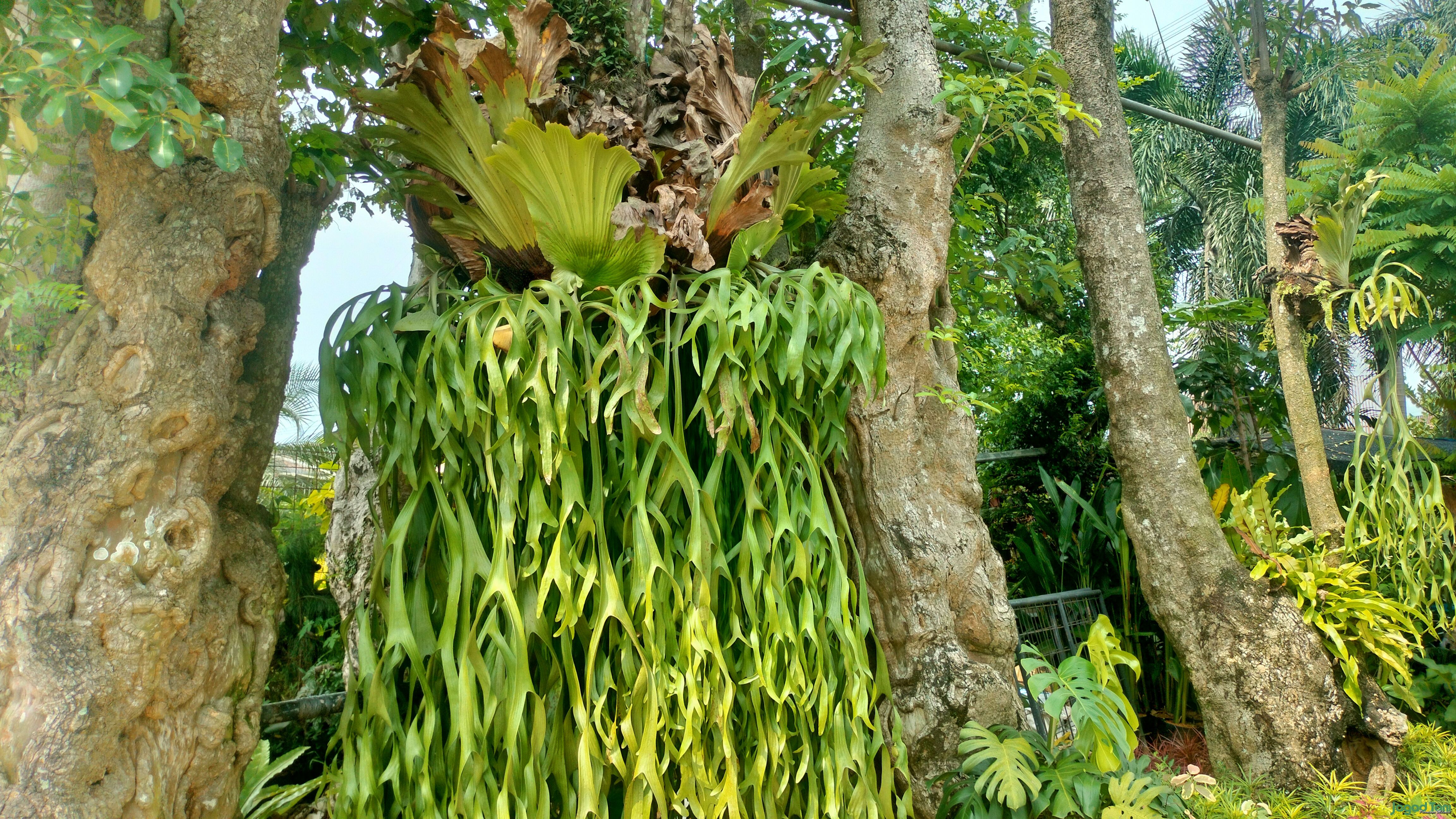 Simbar Menjangan Jadi Andalan Blooming Nursery