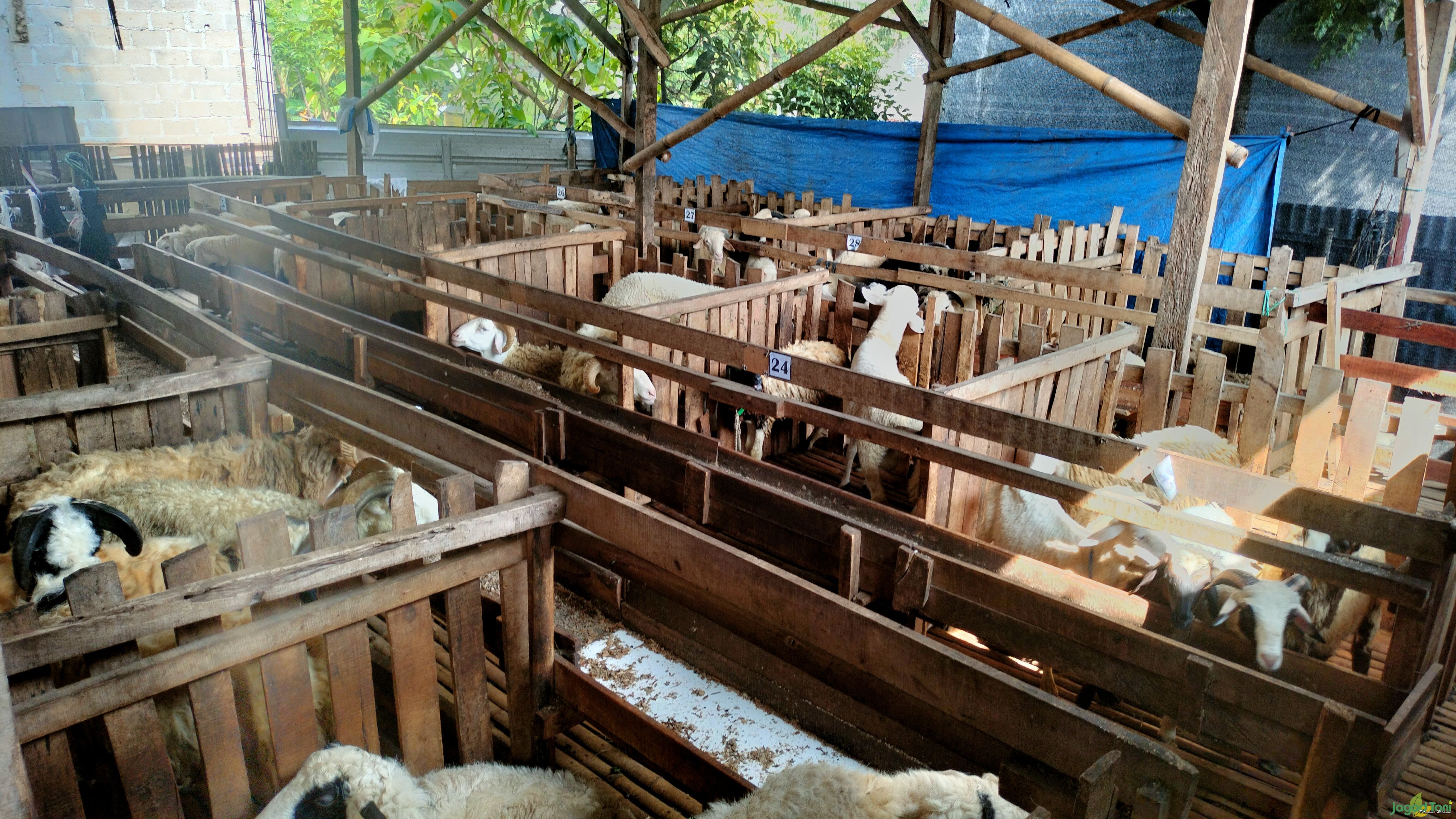 Tabungan Kurban Cikal Bakal Raja Domba