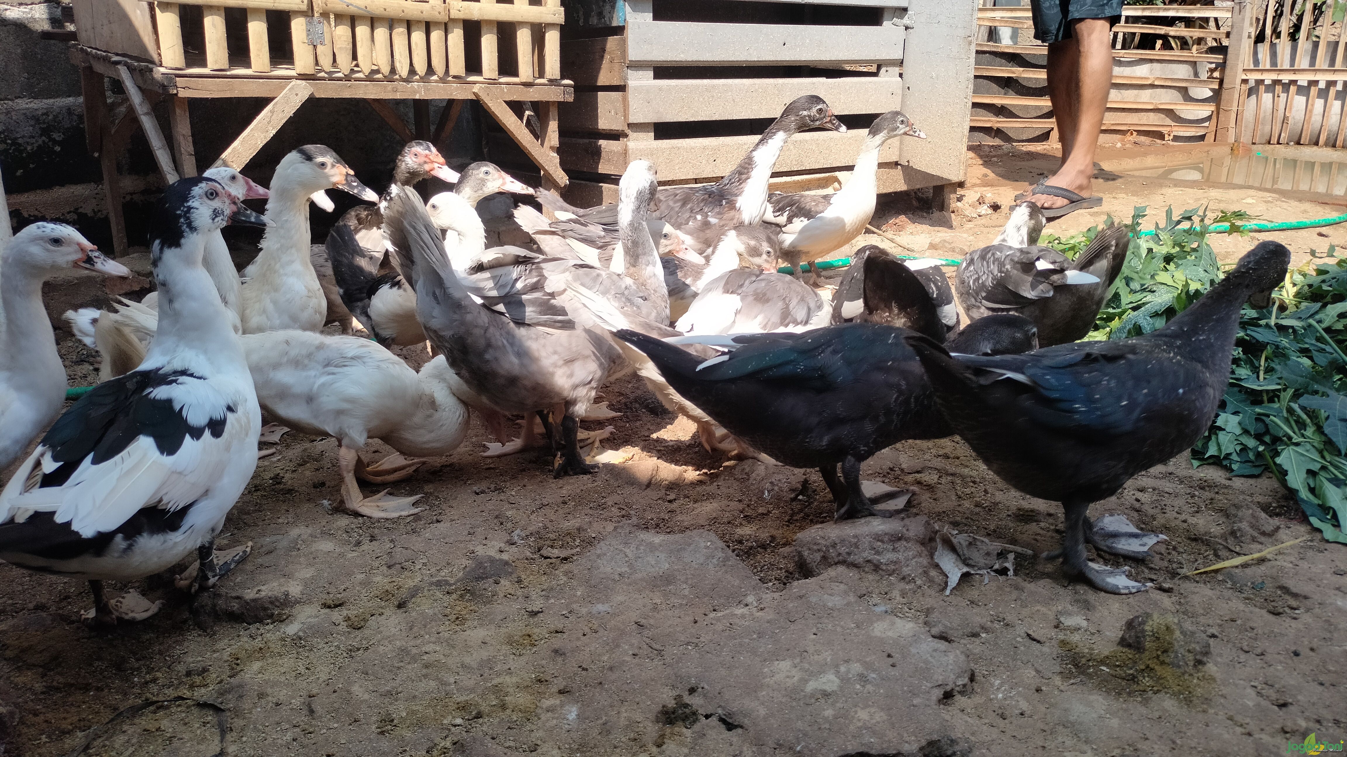 Arifudin Memilih Bisnis Ternak Entok
