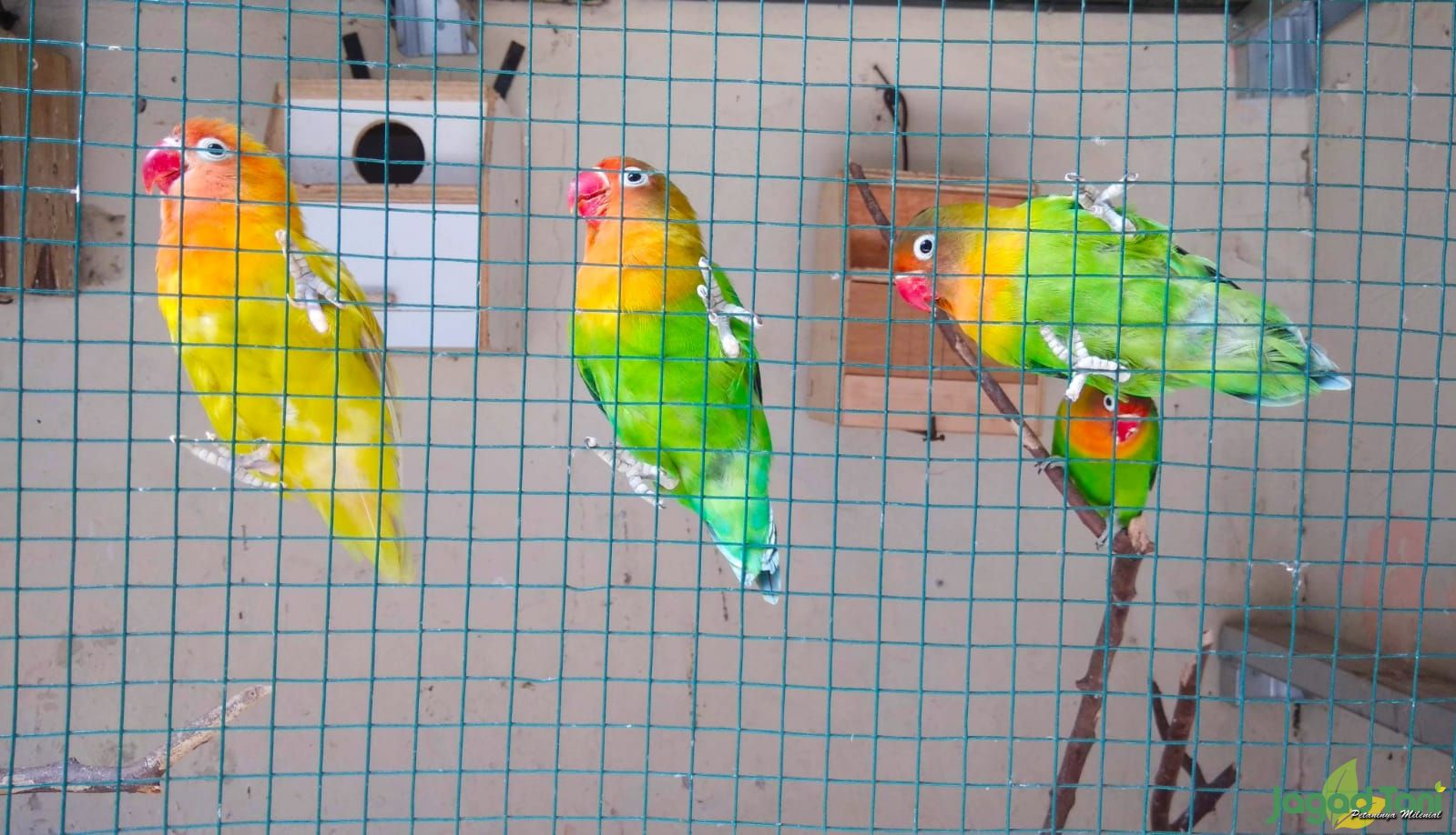 Cara Bedakan Lovebird Jantan dan Betina