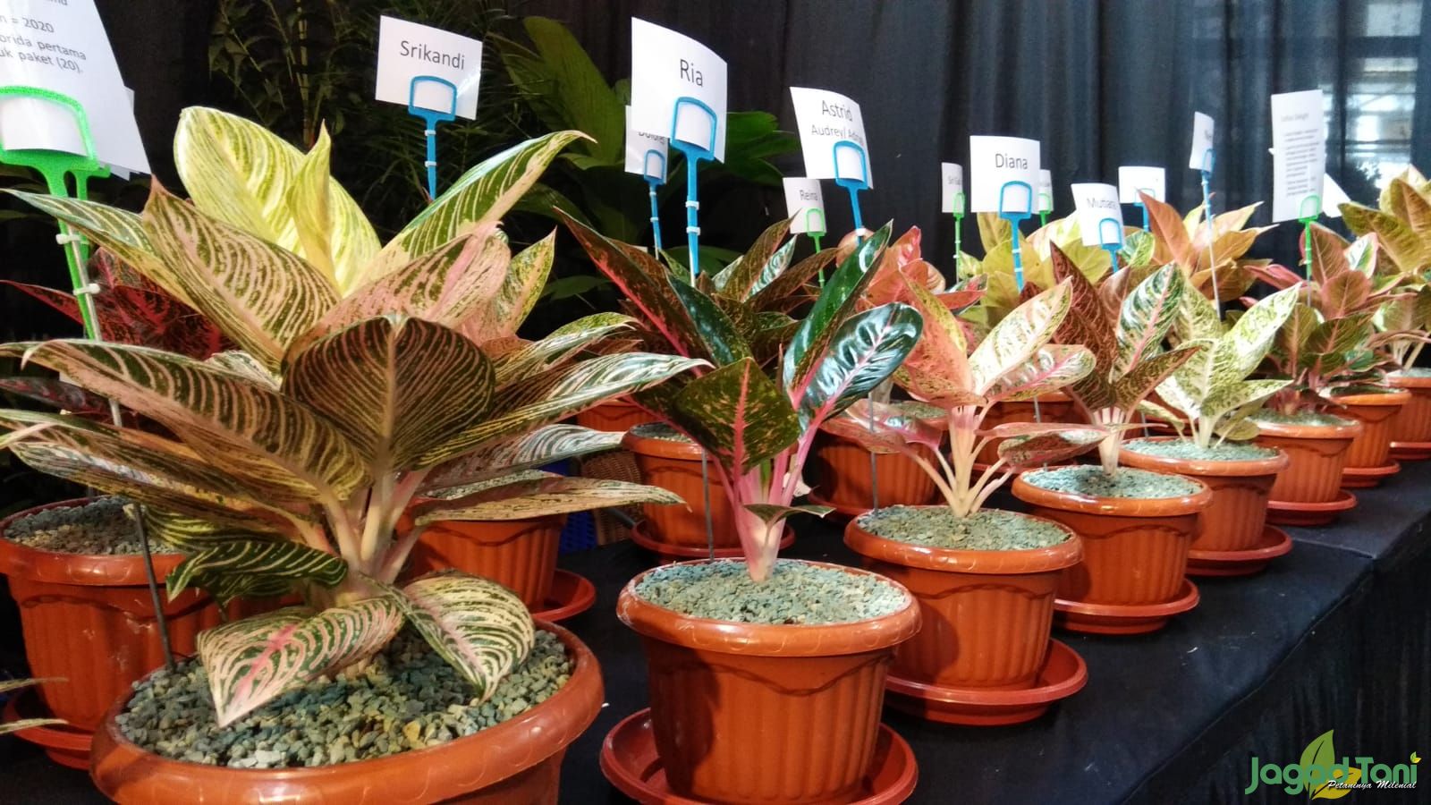 Greg Hambali, Maestro Aglaonema
