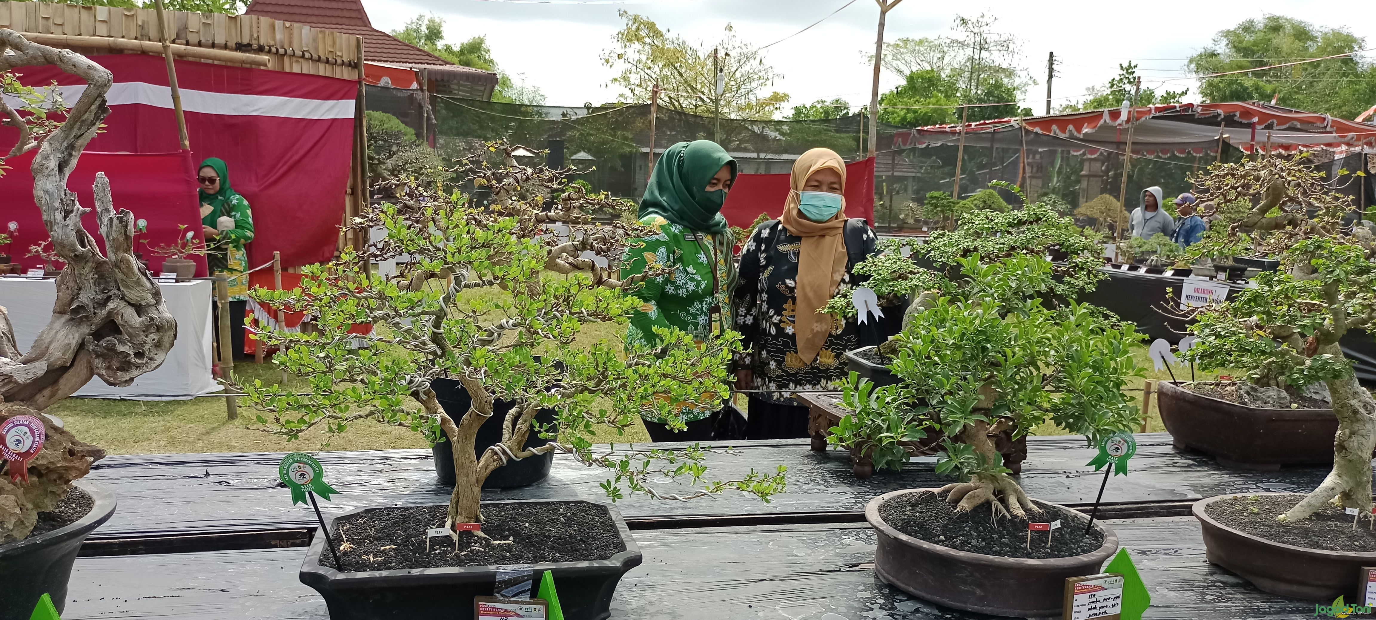 473 Tanaman Hias Meriahkan Pemeran dan Kontes Bonsai di Klaten
