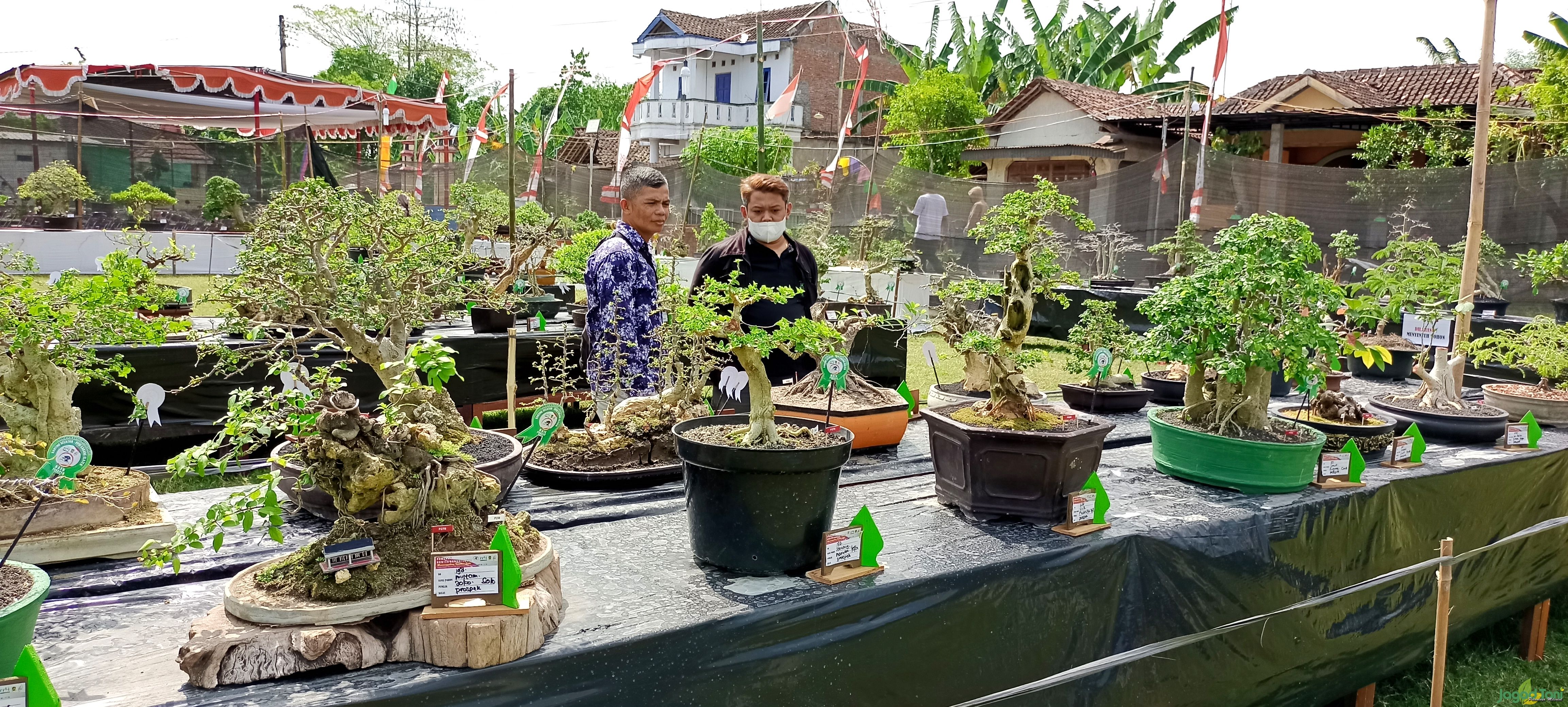 473 Tanaman Hias Meriahkan Pemeran dan Kontes Bonsai di Klaten