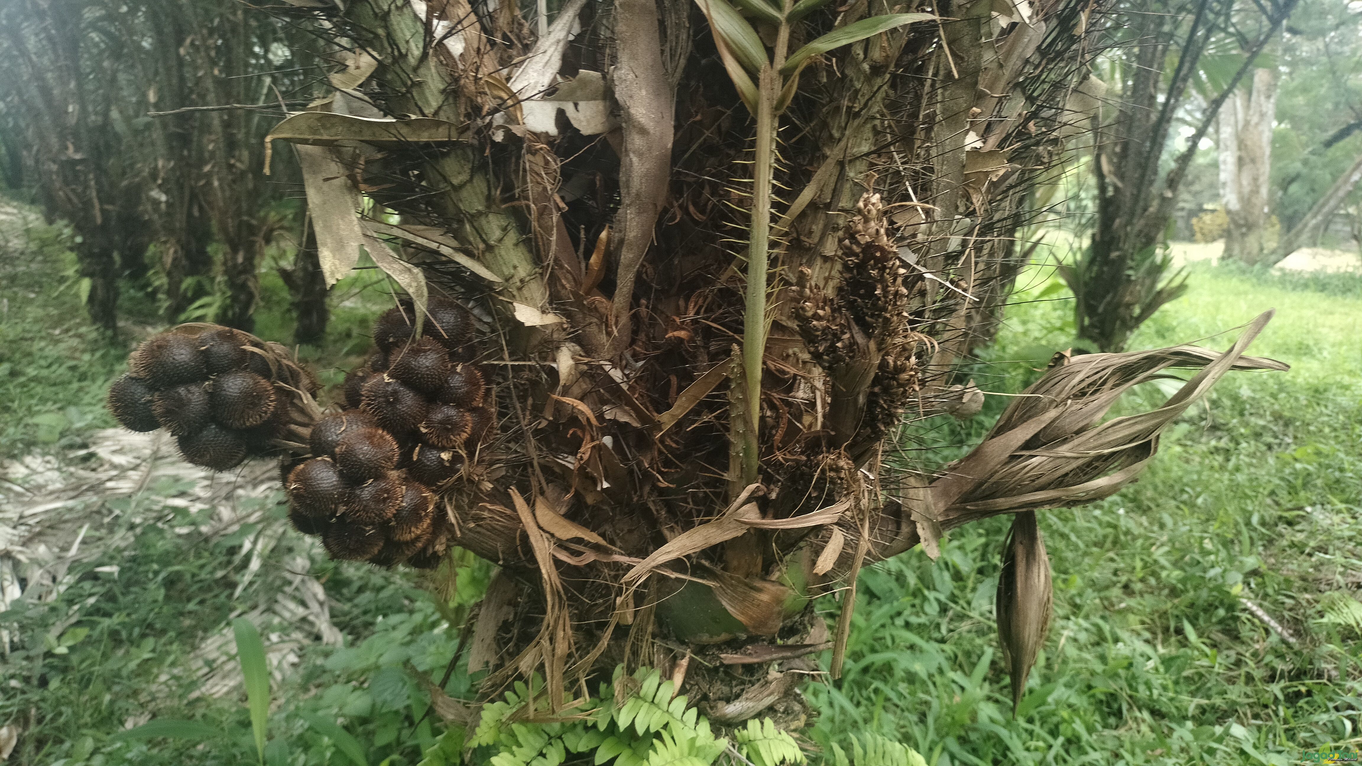 Inagro, Agribisnis Penghasil Durian Matahari Terbaik

