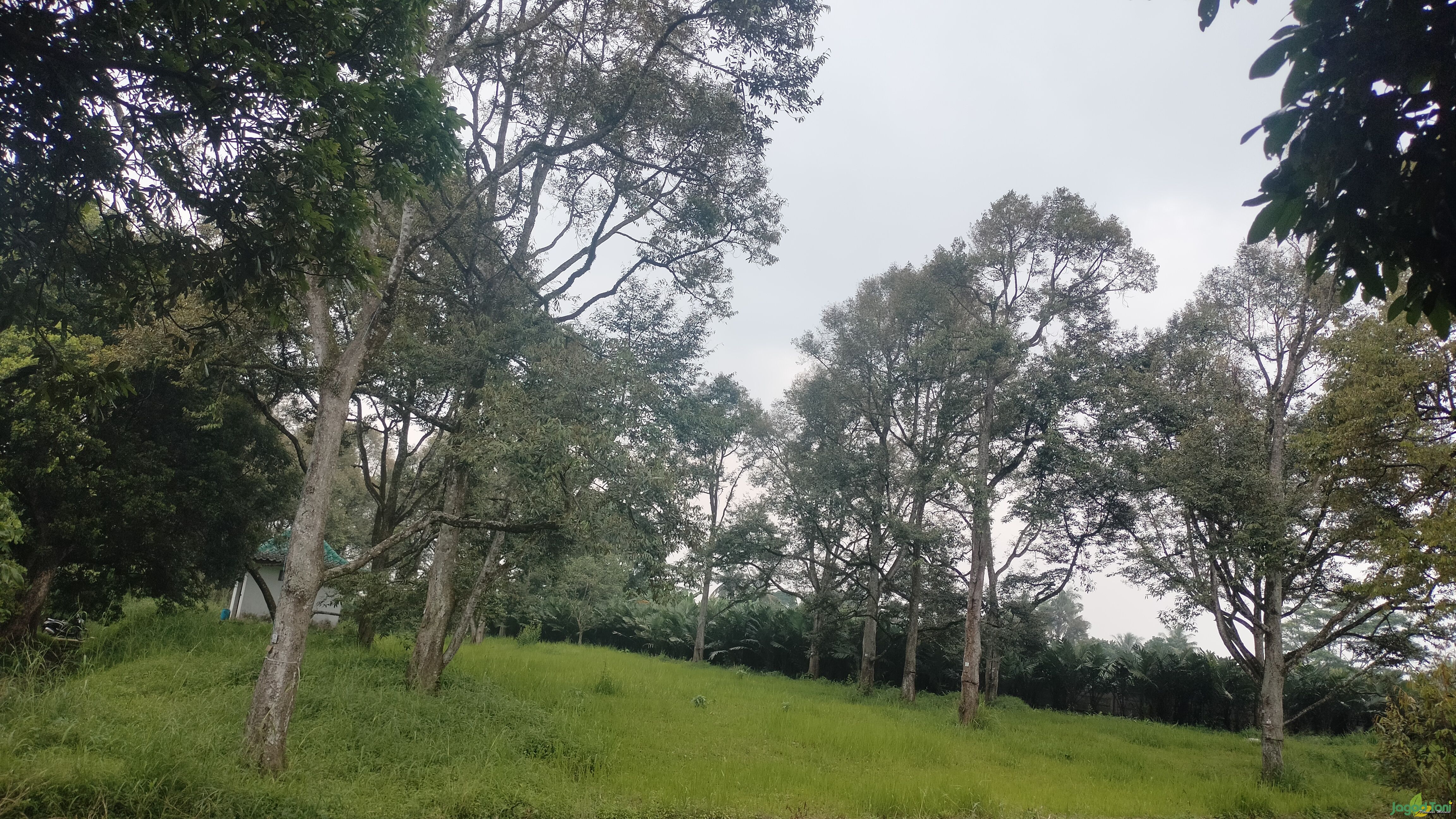 Inagro, Agribisnis Penghasil Durian Matahari Terbaik

