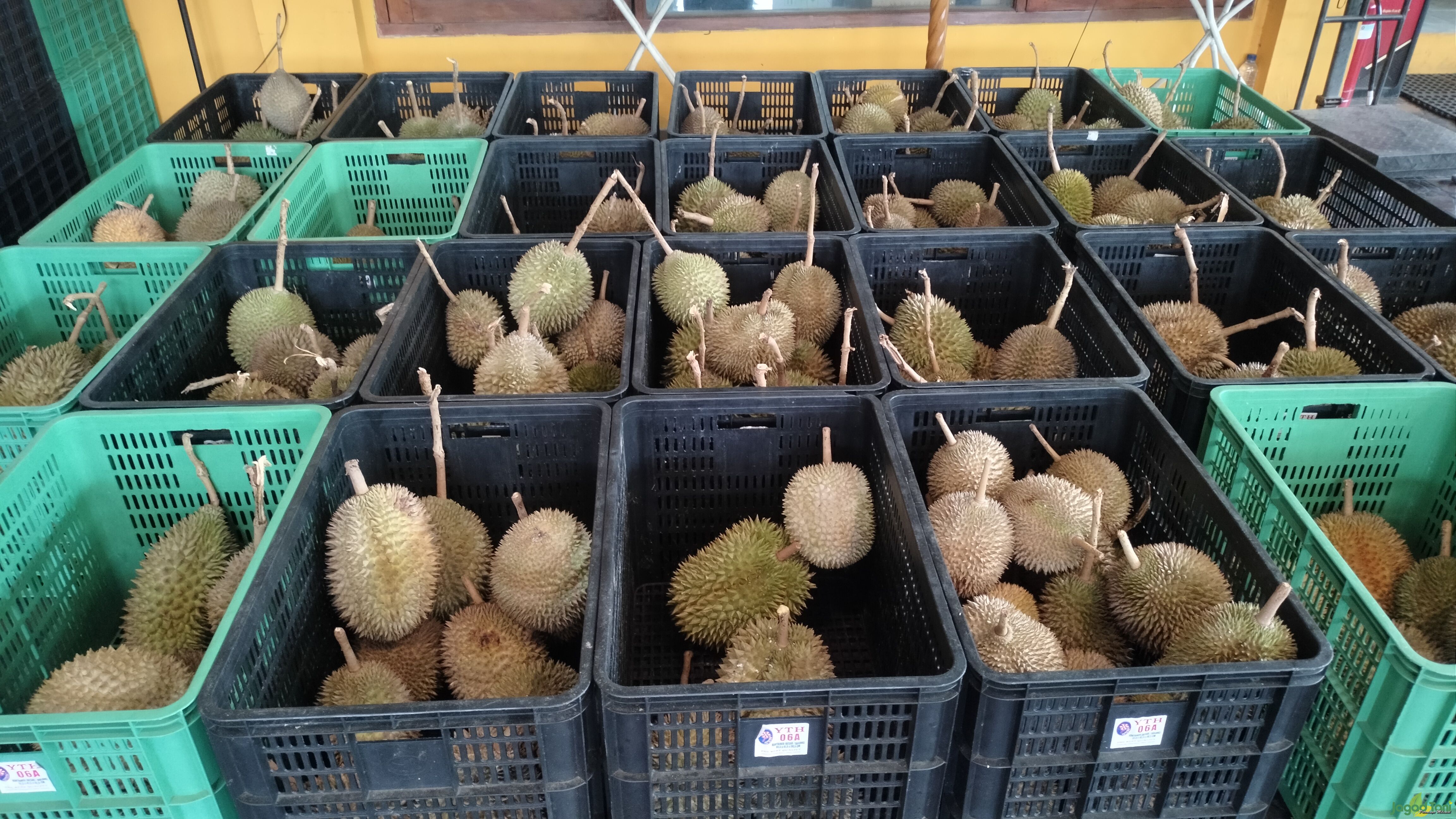 Kampung Duren Joglo Tak Kenal Musim Buah