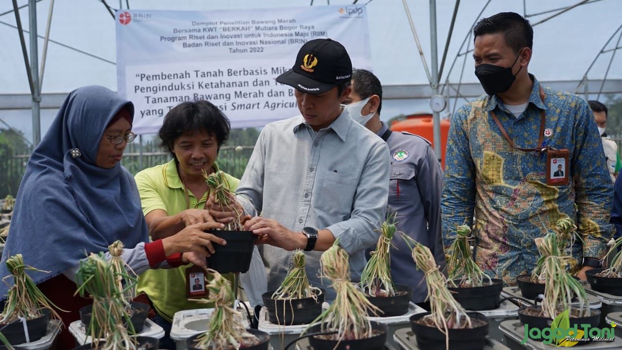 Kolaborasi Daya Produksi Bawang Merah