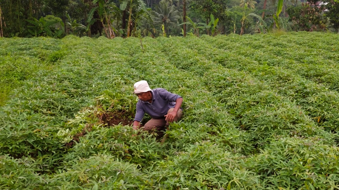 Mengenal Ubi Ratu Asal Desa Purwasari