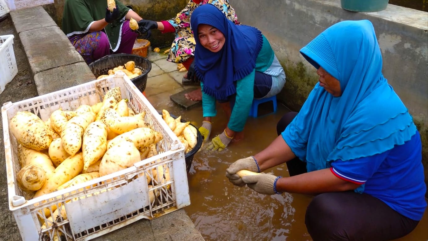 Mengenal Ubi Ratu Asal Desa Purwasari