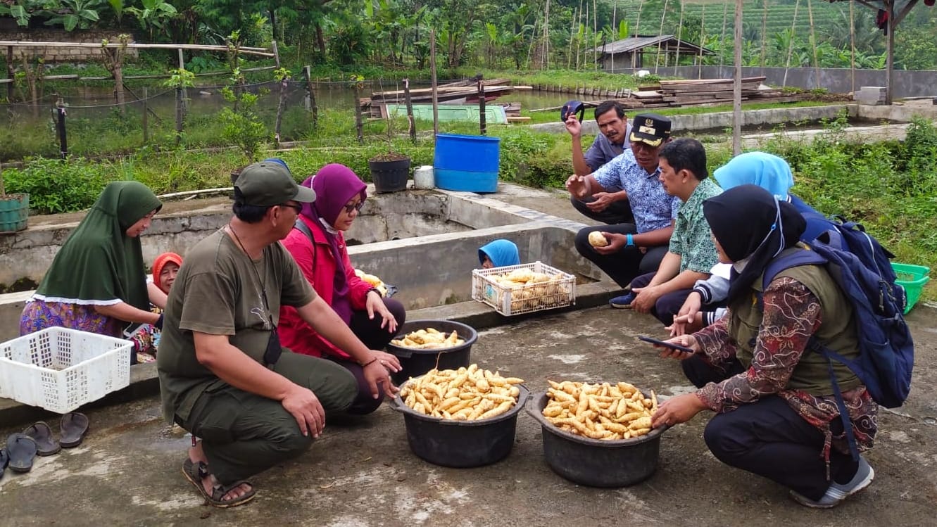 Mengenal Ubi Ratu Asal Desa Purwasari