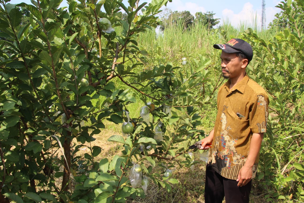 Meraih Cuan dari Budidaya Jambu Kristal