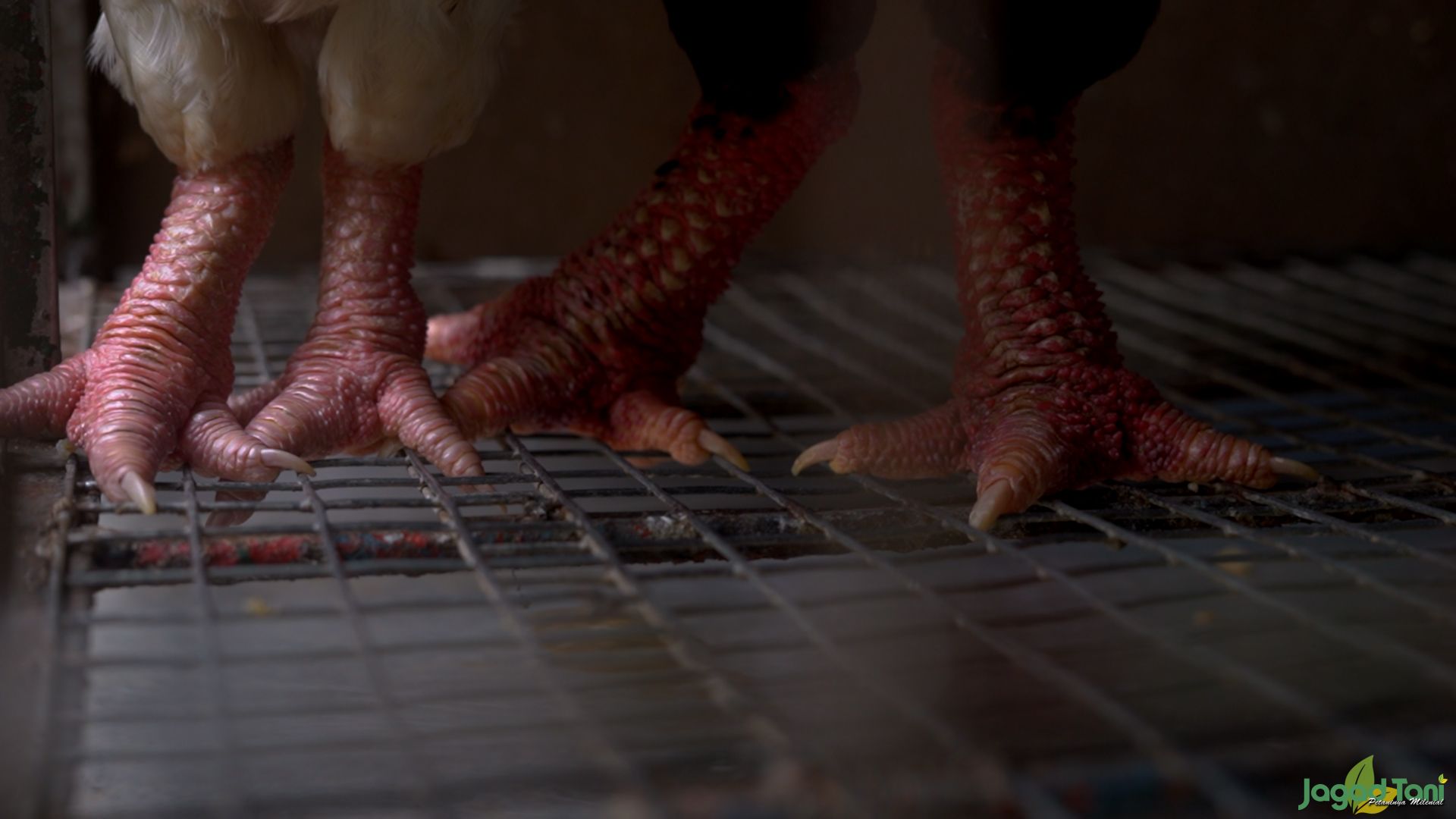 Ayam Kaki Gajah Bercita Rasa Tinggi