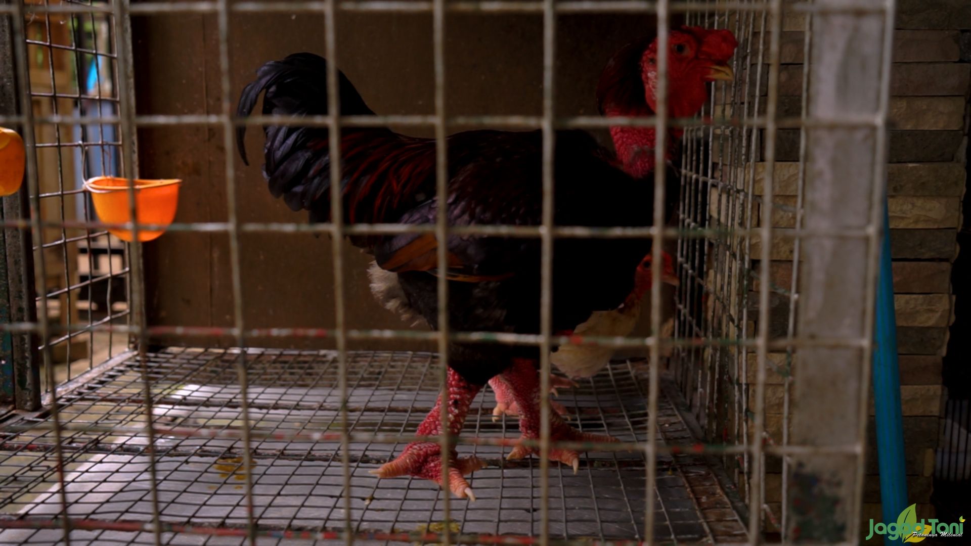 Ayam Kaki Gajah Bercita Rasa Tinggi
