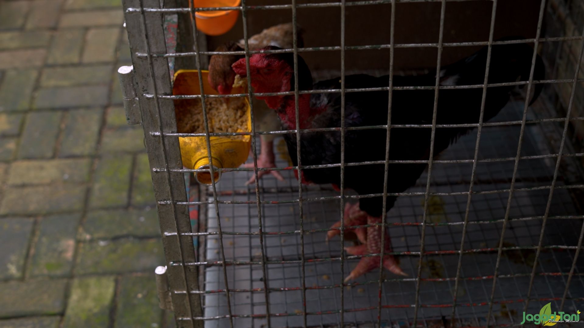 Ayam Kaki Gajah Bercita Rasa Tinggi