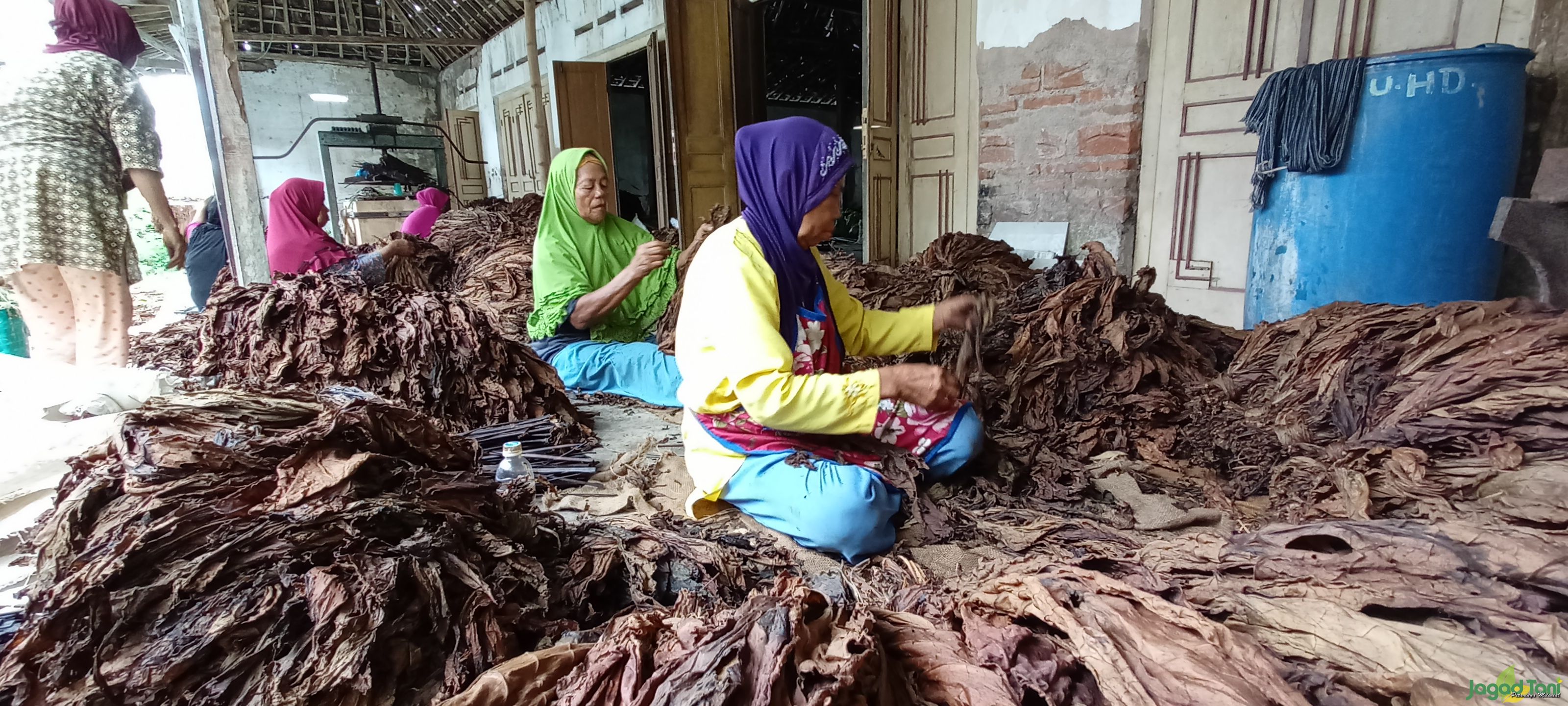 Raih Cuan dari Usaha Pengolahan Tembakau Asepan