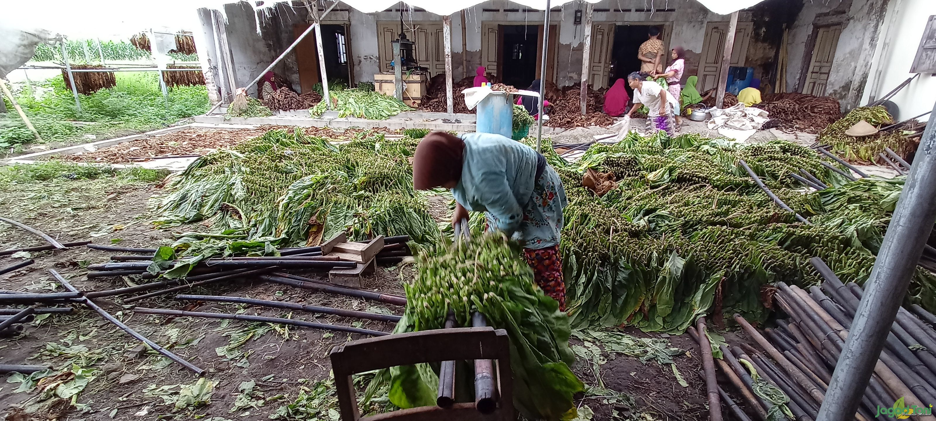 Raih Cuan dari Usaha Pengolahan Tembakau Asepan