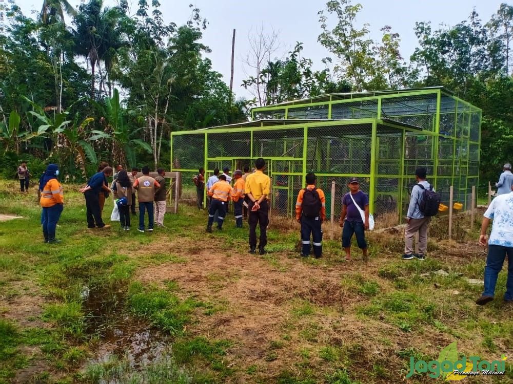 Penyelamatan Macaca Mulai Dilakukan BKSDA Sumut