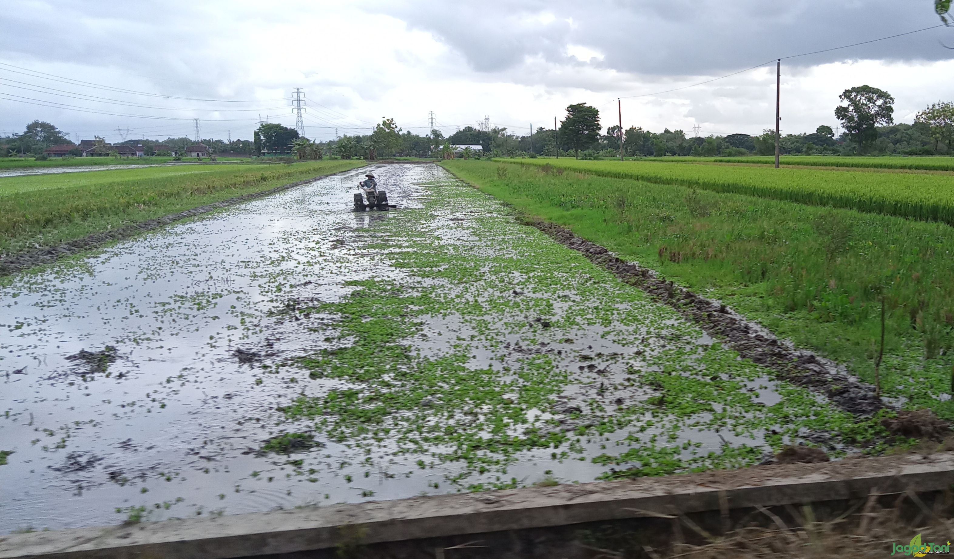 Sistem Spot Stop Efektif Cegah Hama Wereng dan Ulat&nbsp;