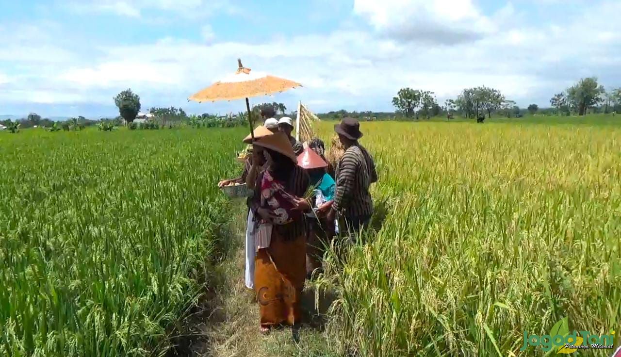 Tradisi Wiwitan, Ritual Petani Sebagai Wujud Syukur Atas Panen Melimpah