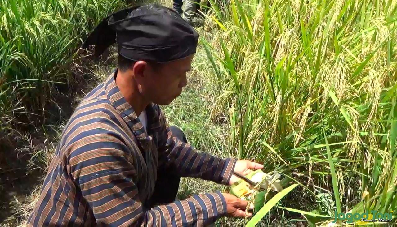 Tradisi Wiwitan, Ritual Petani Sebagai Wujud Syukur Atas Panen Melimpah