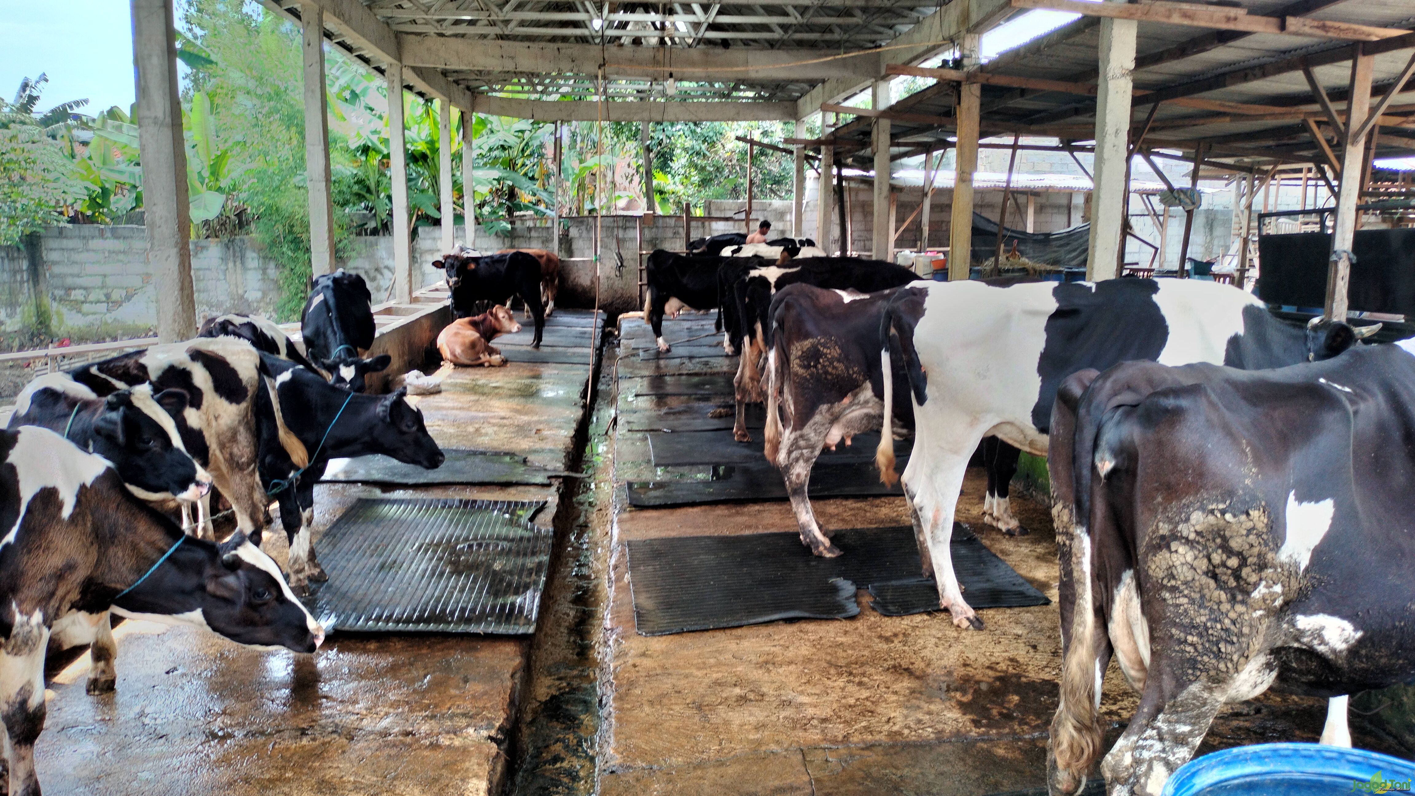 Baqoroh Farm, Berkonsentrasi sebagai Pemghasil Susu