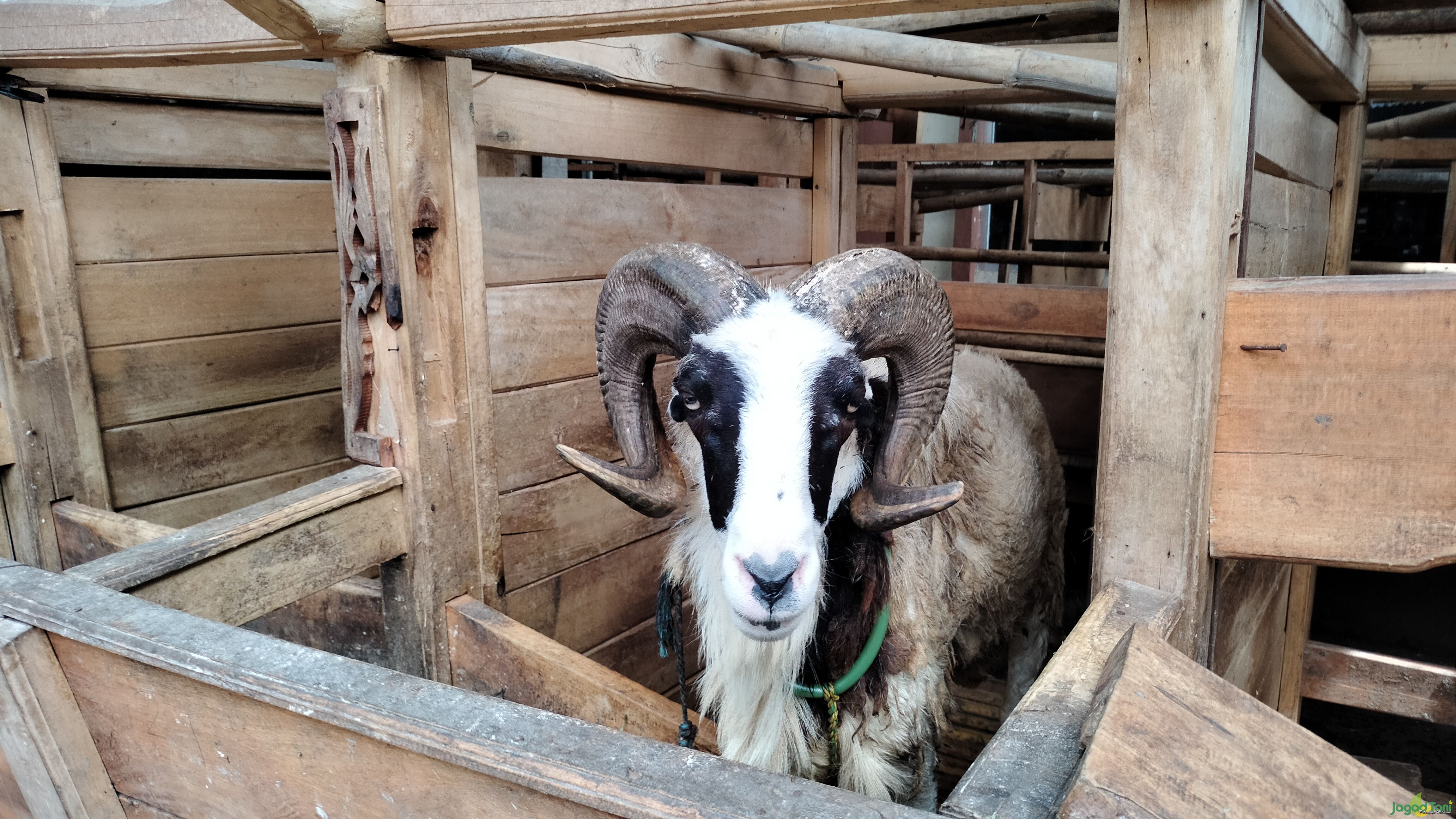 Baqoroh Farm, Berkonsentrasi sebagai Pemghasil Susu