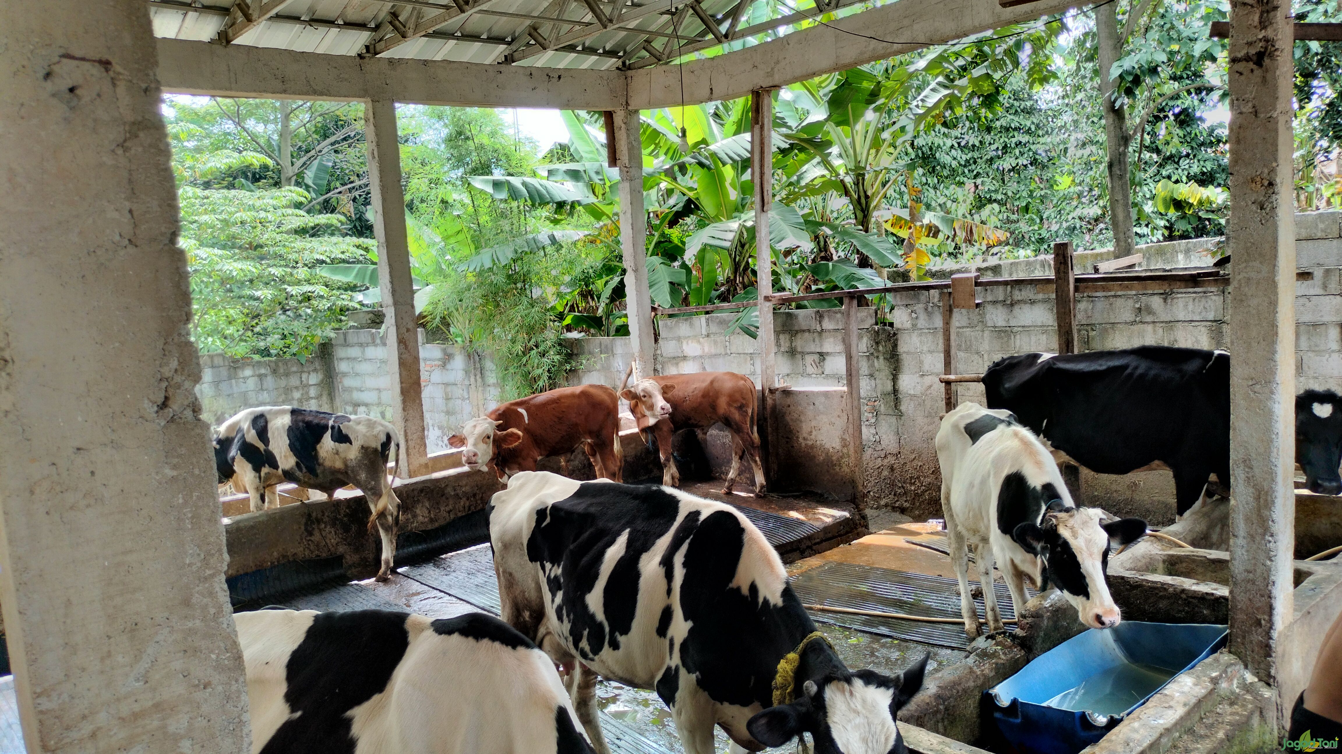 Baqoroh Farm, Berkonsentrasi sebagai Pemghasil Susu