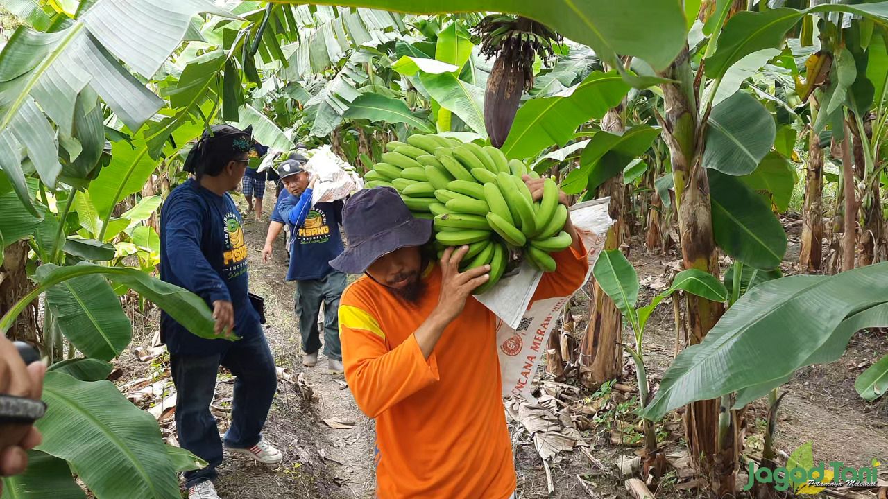 Petani di Desa Kaligawe, Kecamatan Pedan, Klaten, Jawa Tengah panen perdana pisang Cavendish