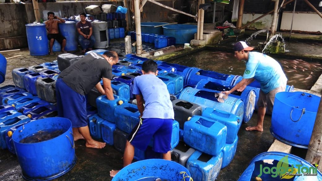 Gurihnya Bisnis Gurami di Sektor Pariwisata 