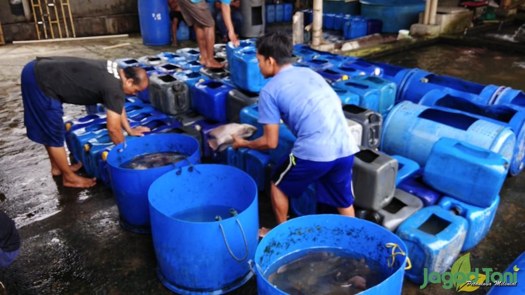 Gurihnya Bisnis Gurami di Sektor Pariwisata 