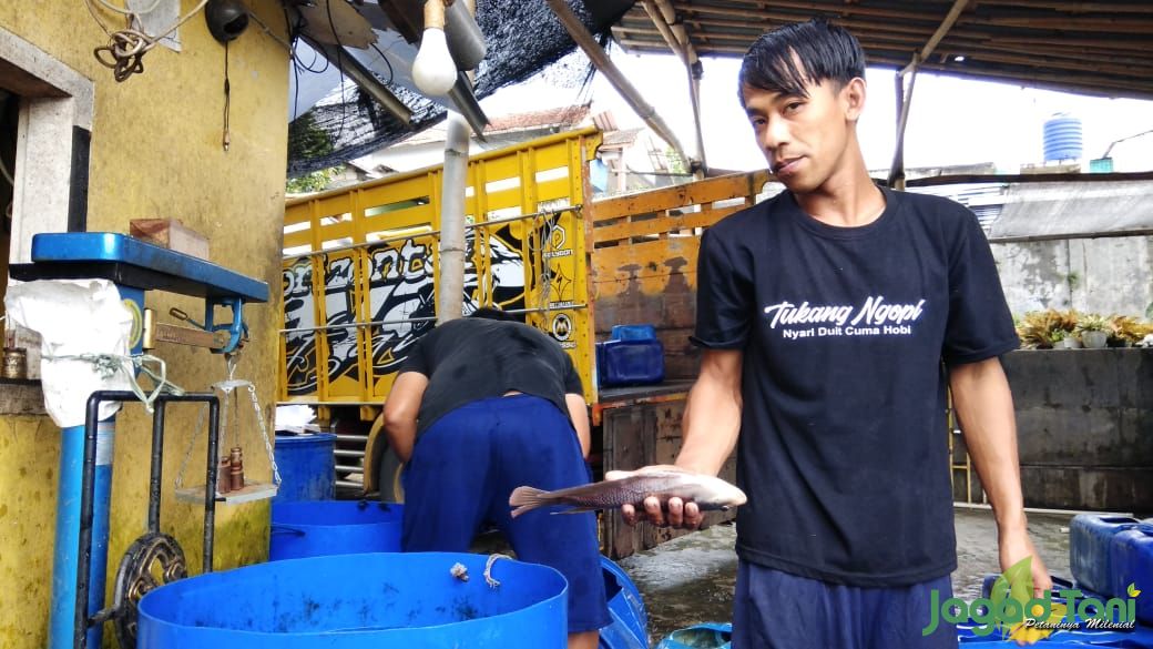 Gurihnya Bisnis Gurami di Sektor Pariwisata 
