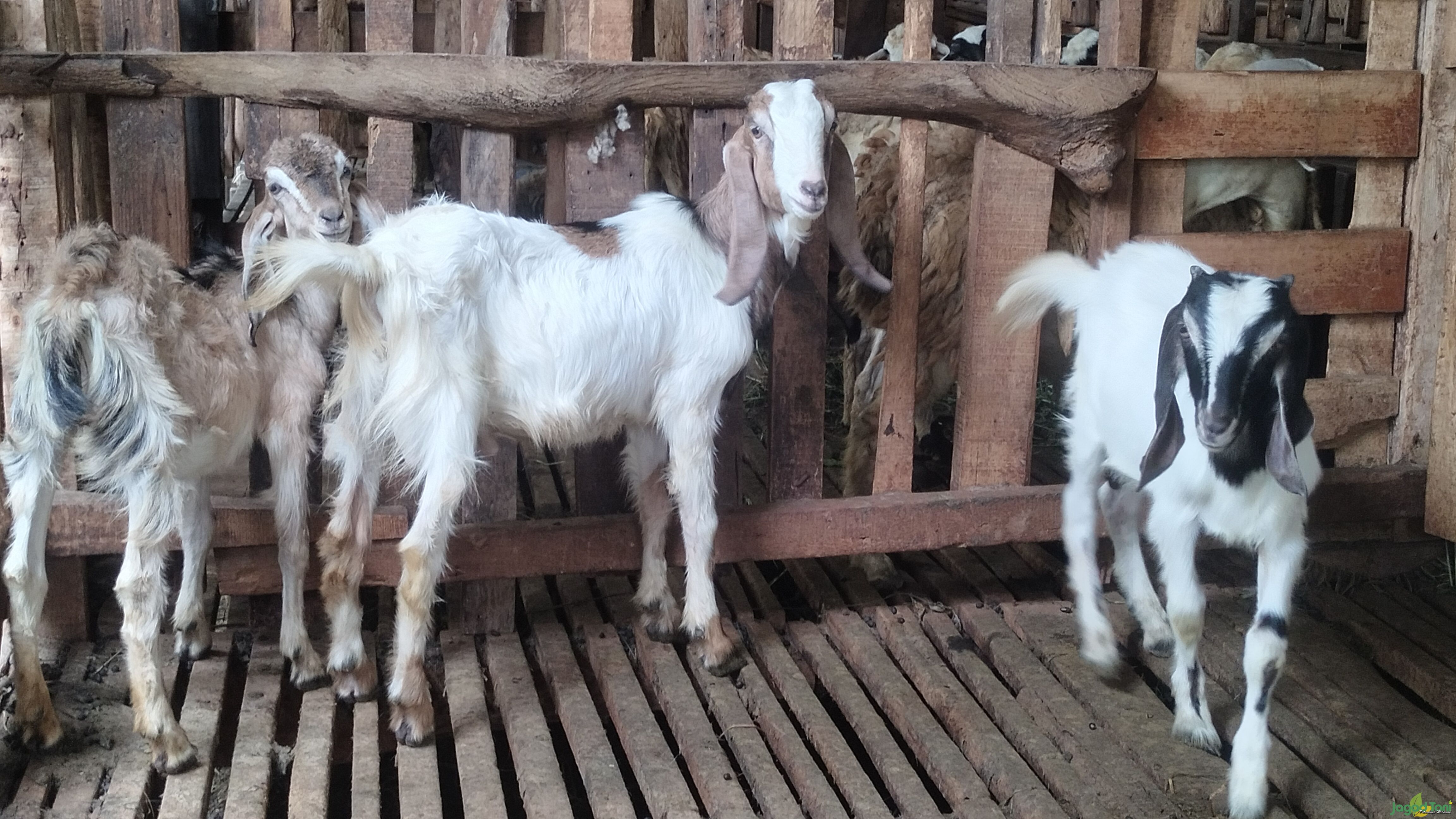 PCR Hewan Bikin Pedagang Kambing Buntung