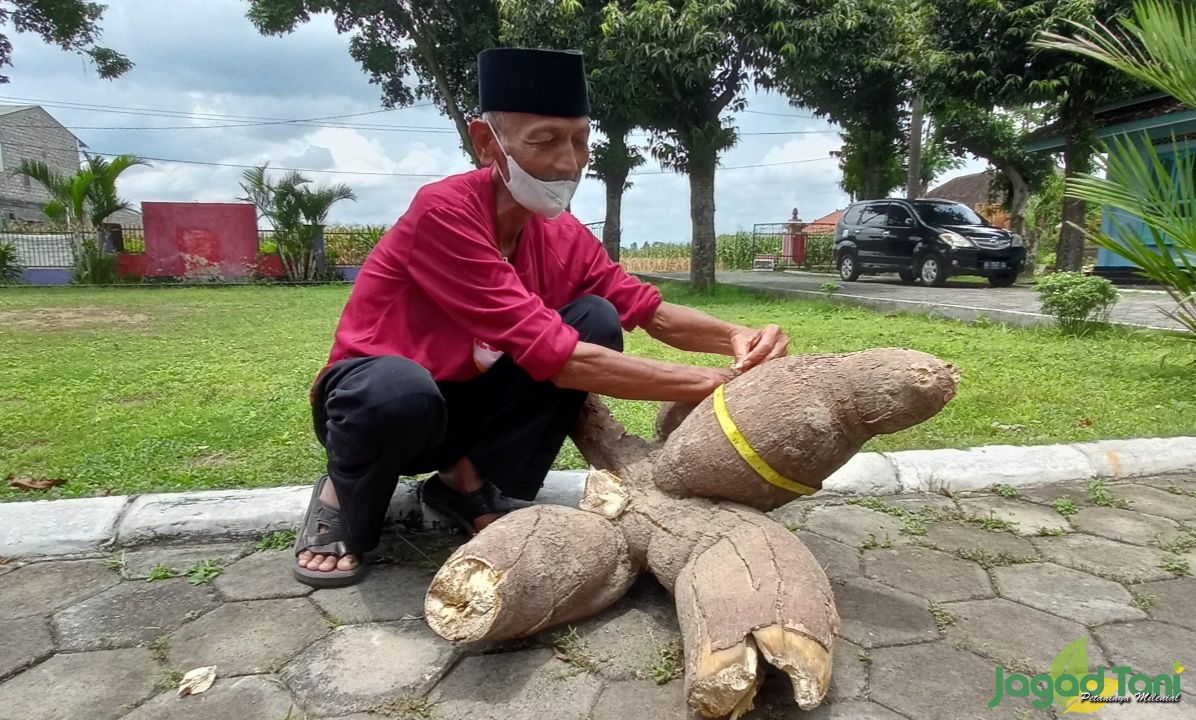 Singkong Gatotkaca Mudah Dibudidayakan&nbsp;