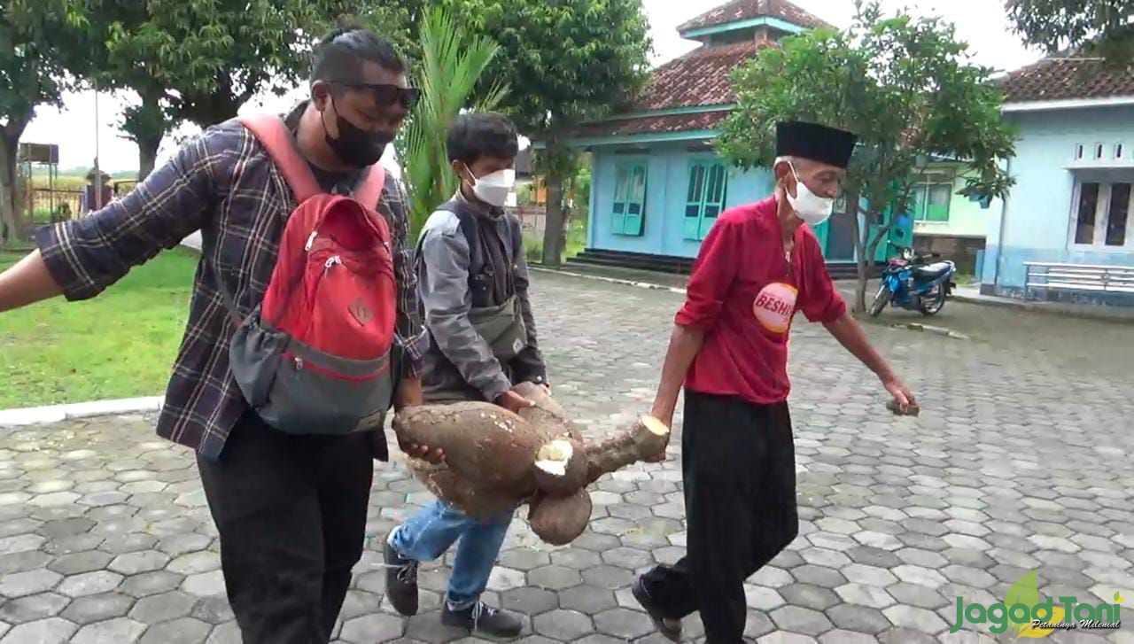 Singkong Gatotkaca Mudah Dibudidayakan&nbsp;