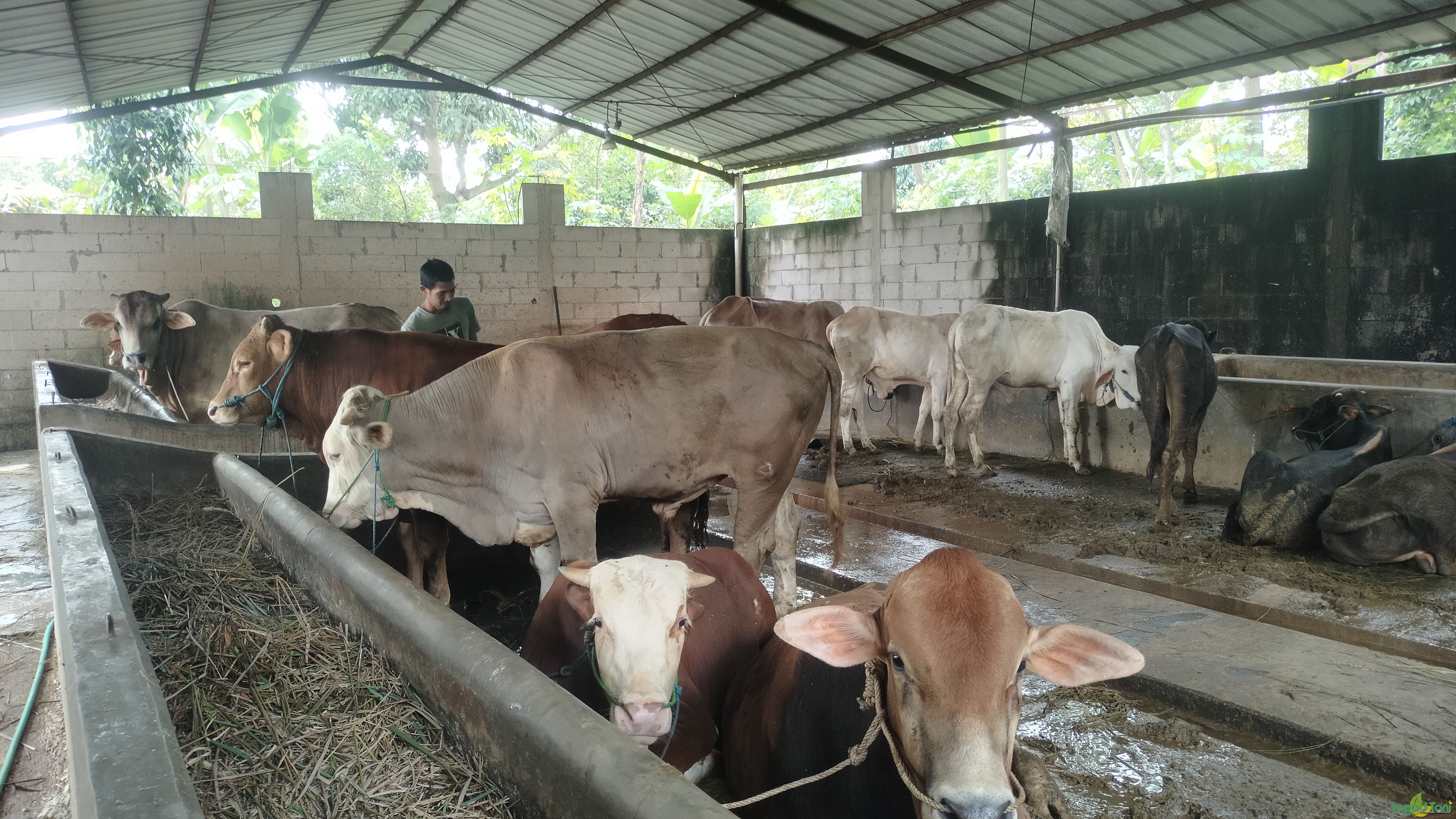 Sapi Kurban 2023