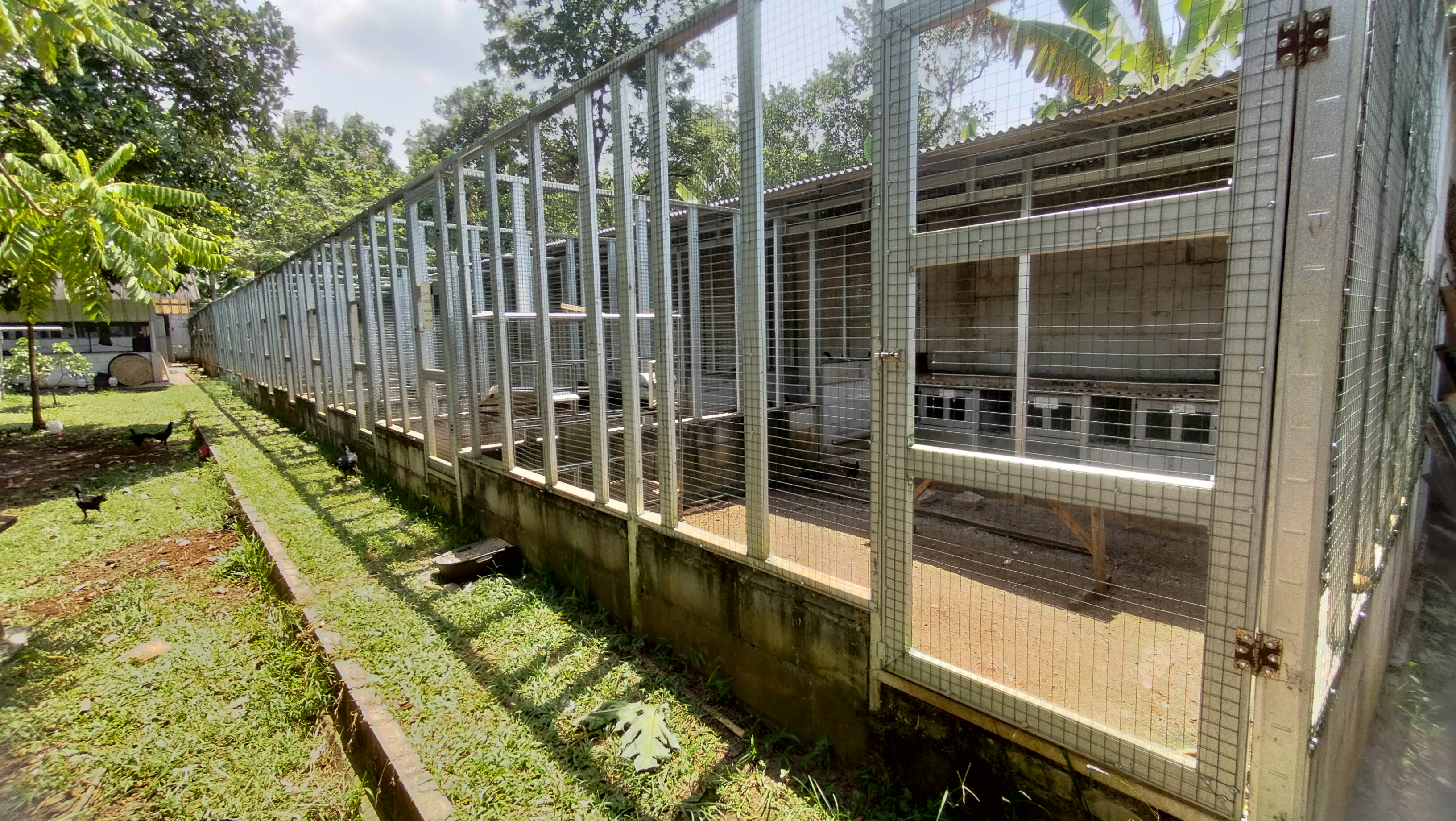 Ranger Roaster Farm ternak ayam pakhoy 