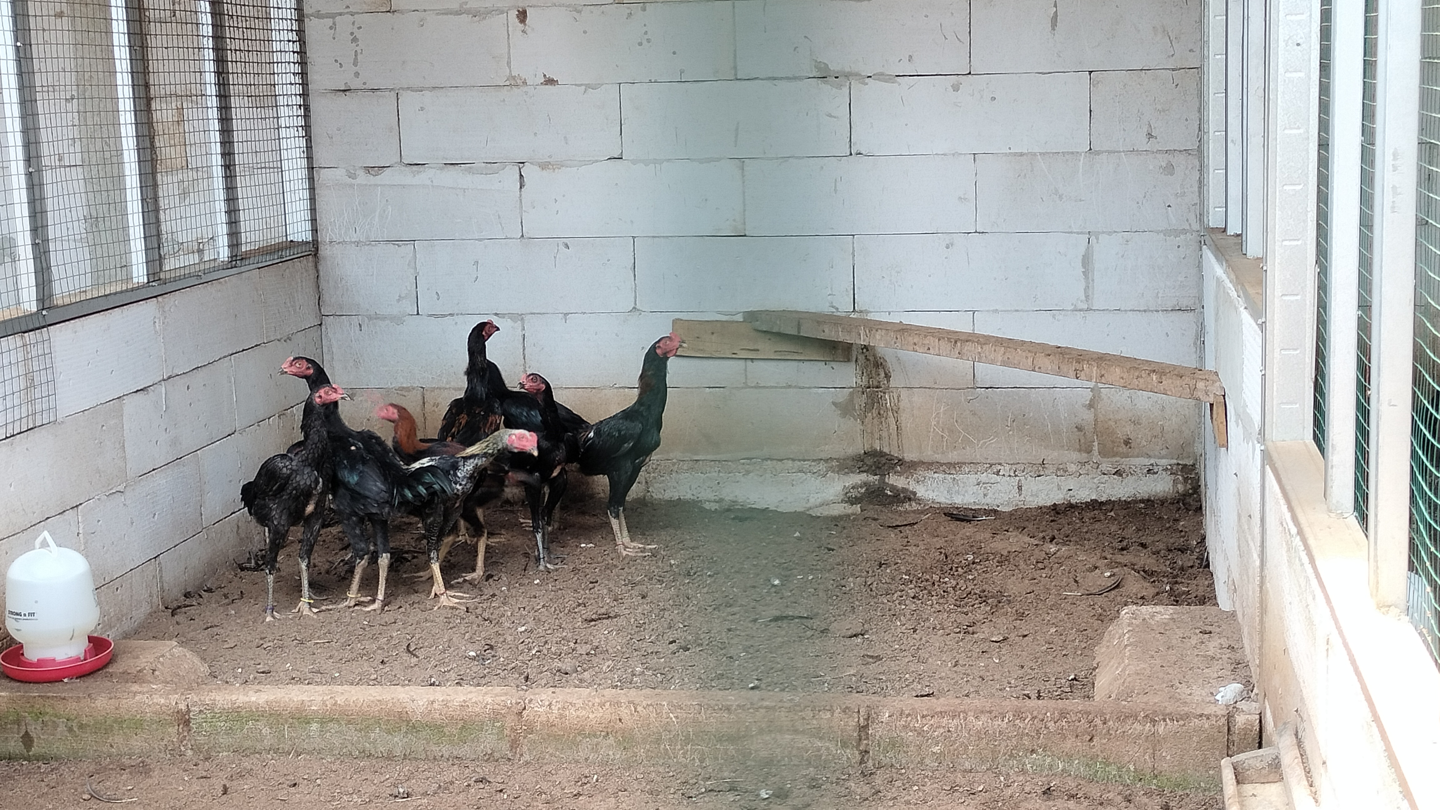Ranger Roaster Farm ternak ayam pakhoy 