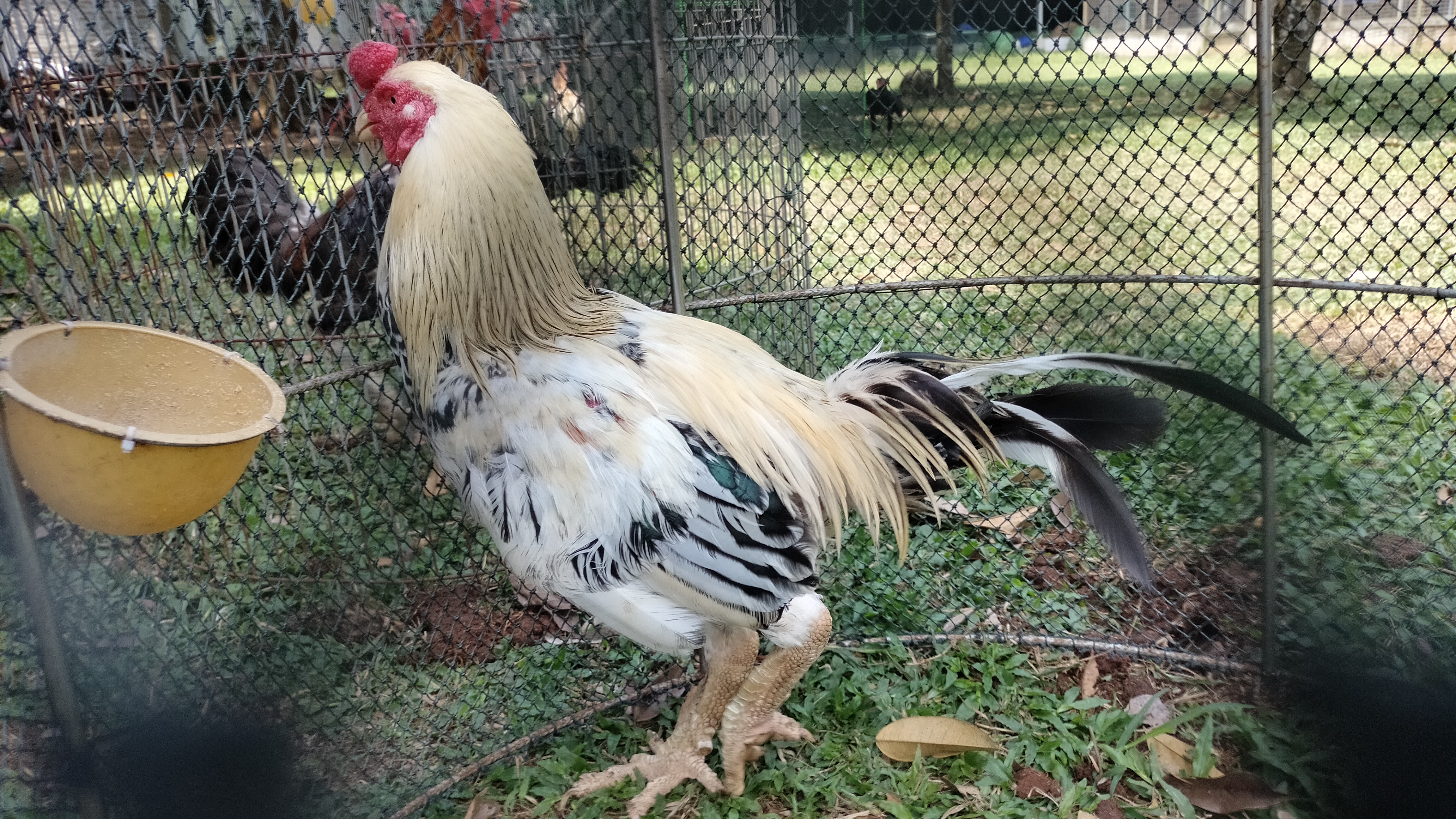 Ranger Roaster Farm ternak ayam pakhoy 