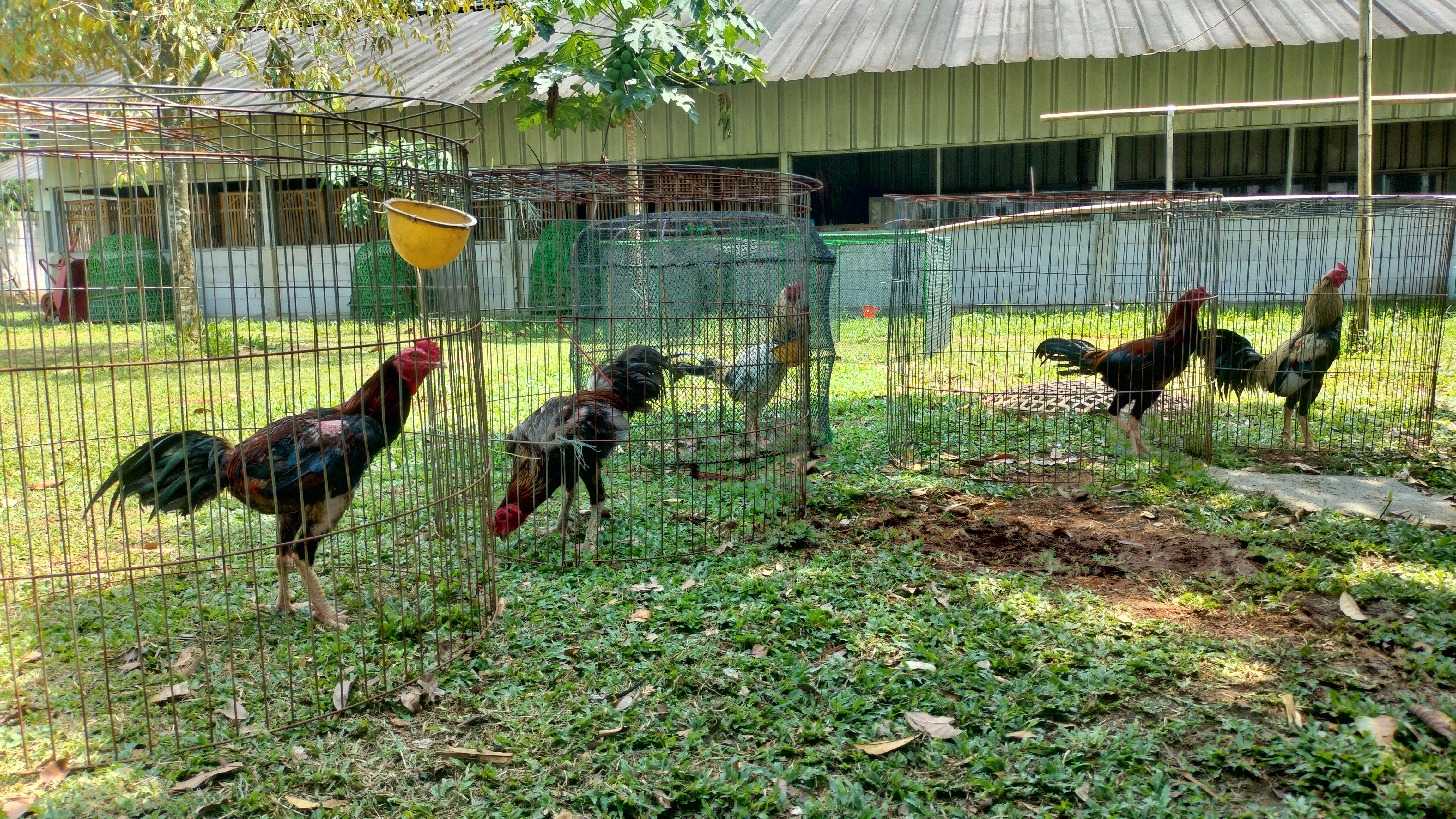Ranger Roaster Farm ternak ayam pakhoy 