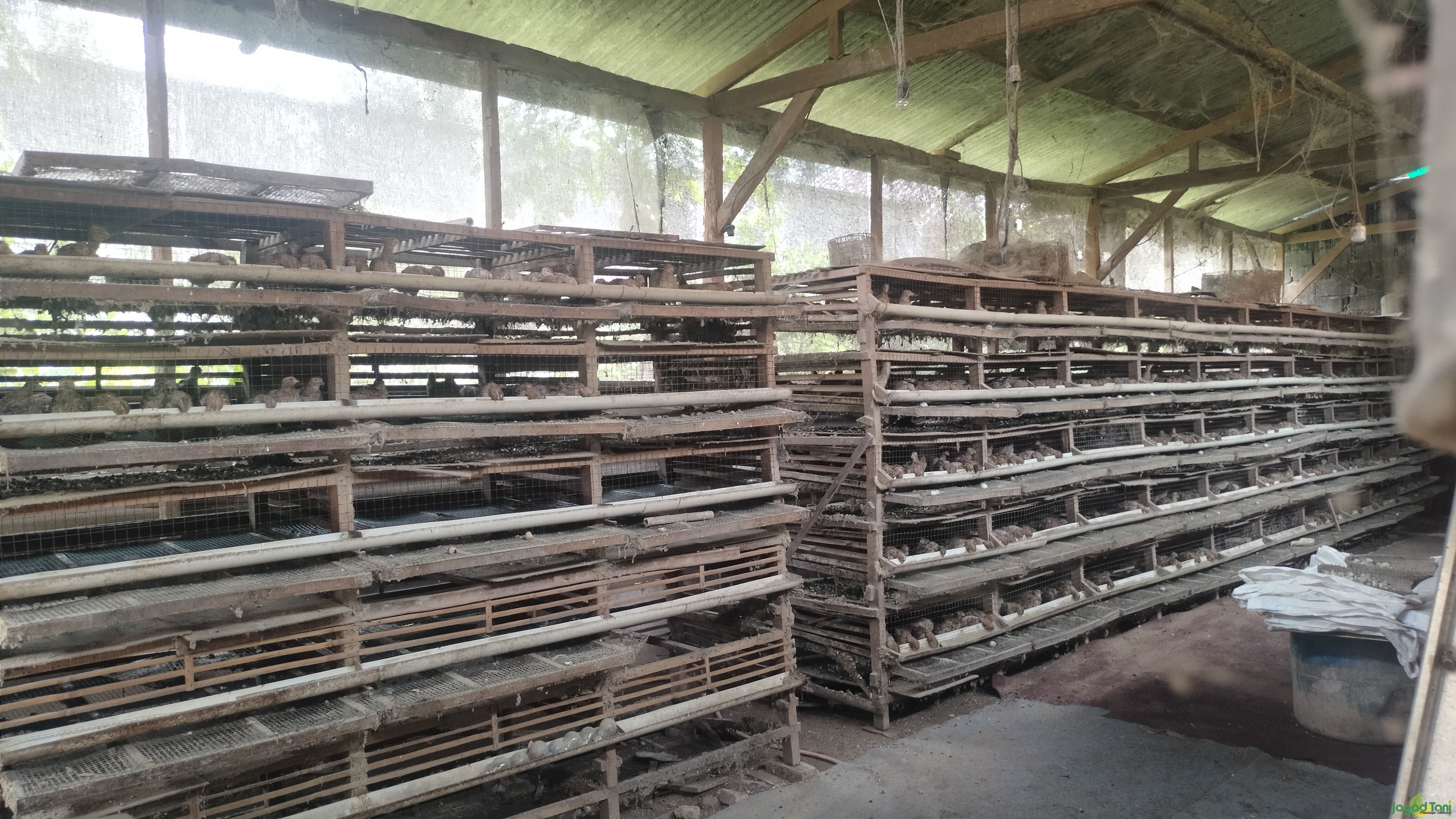 Burung Puyuh Bekasi