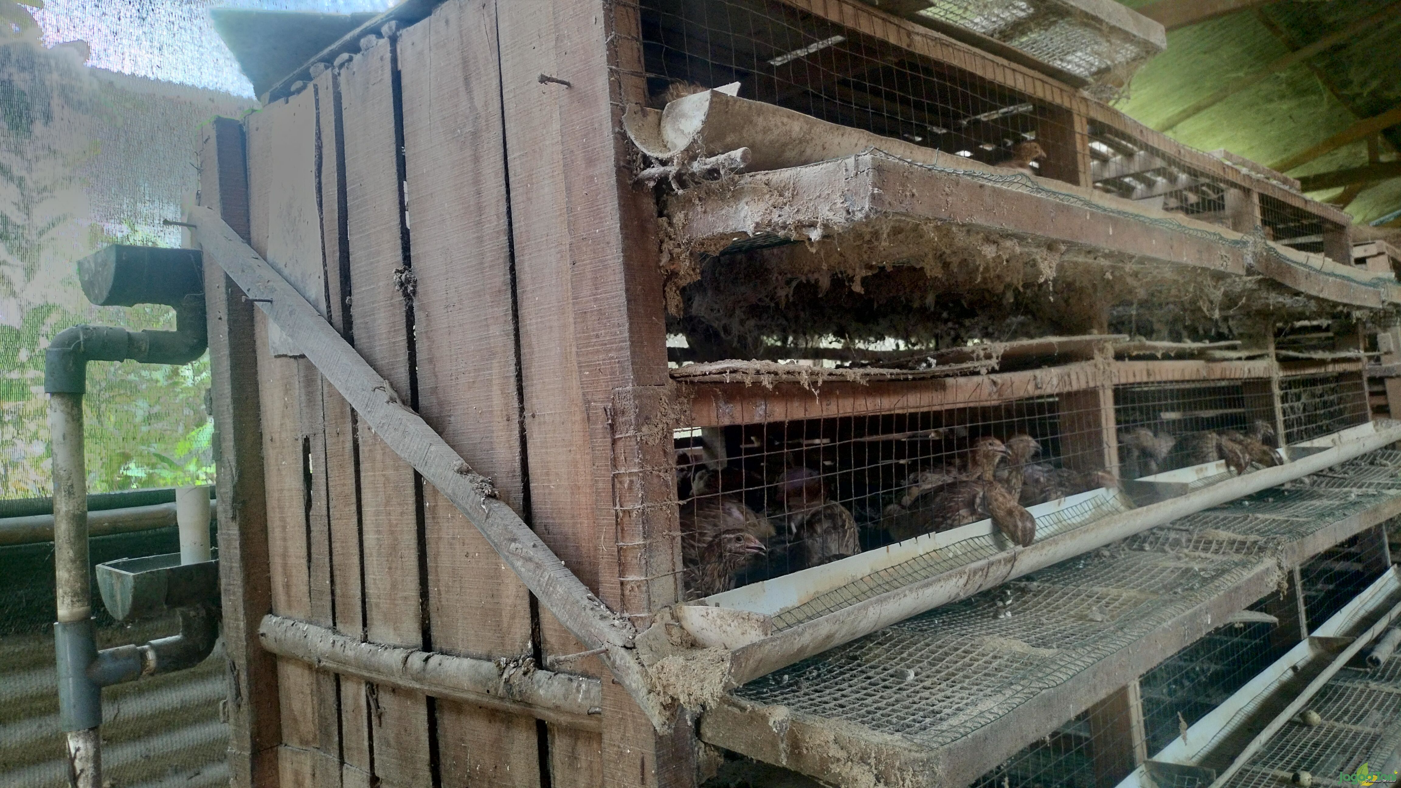 Burung Puyuh Bekasi