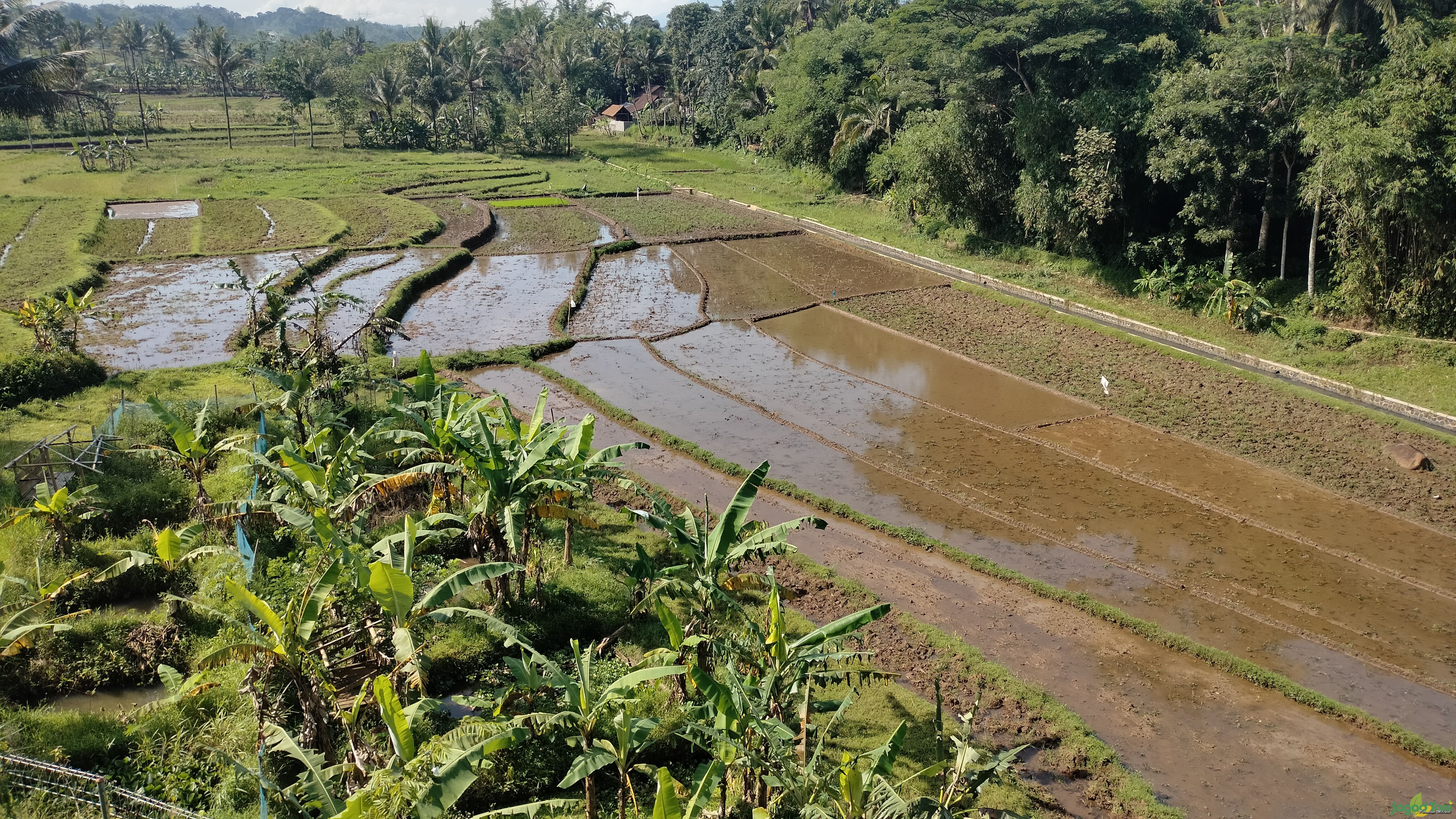 Persawahan di salatiga