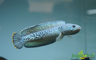 uploads/gallery/2022/12/langkah-mudah-menyiapkan-ikan-464785936b35099_400.jpg