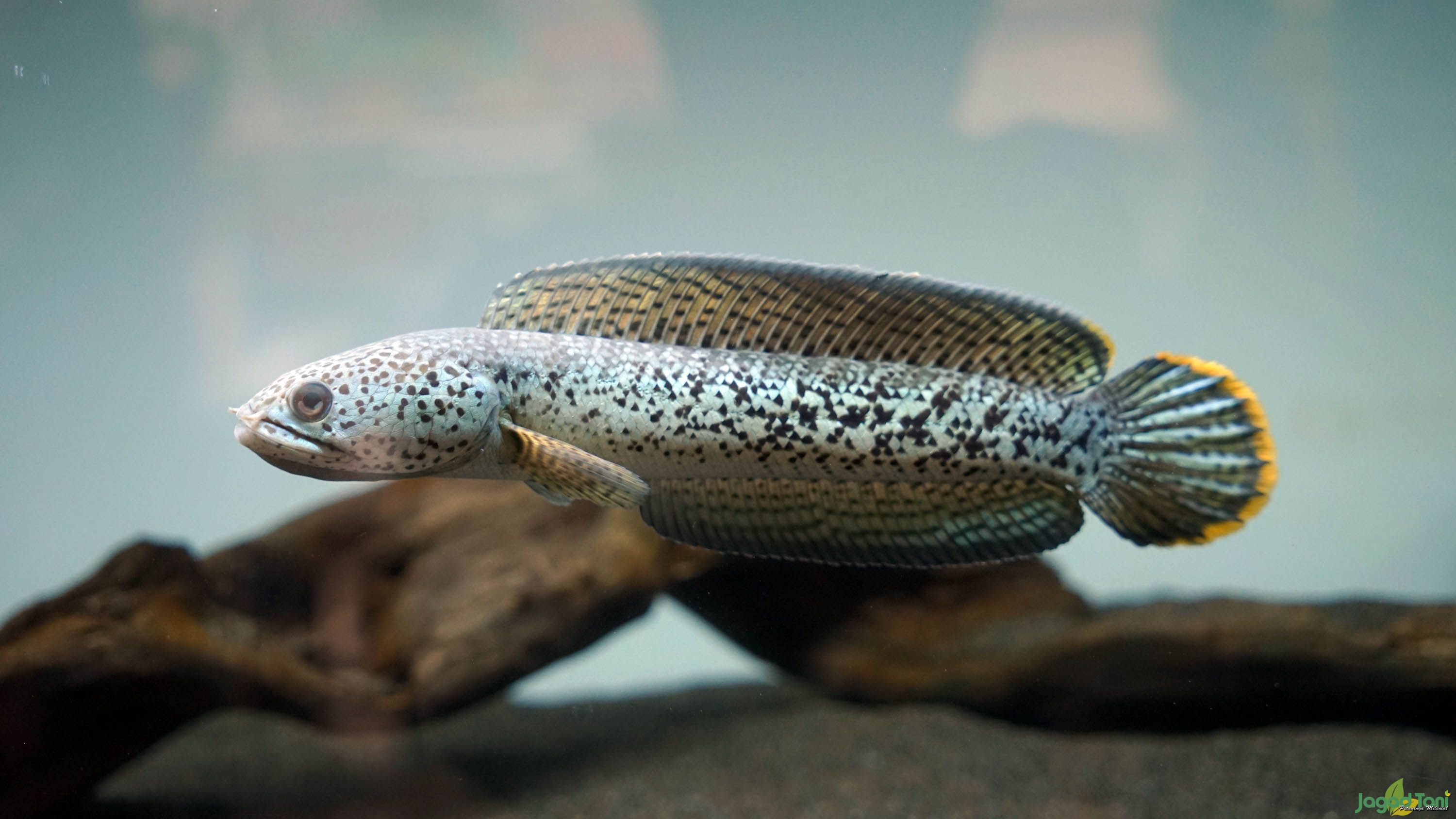 Ide Fish Jakarta - Langkah Mudah Menyiapkan Ikan Channa Kontes