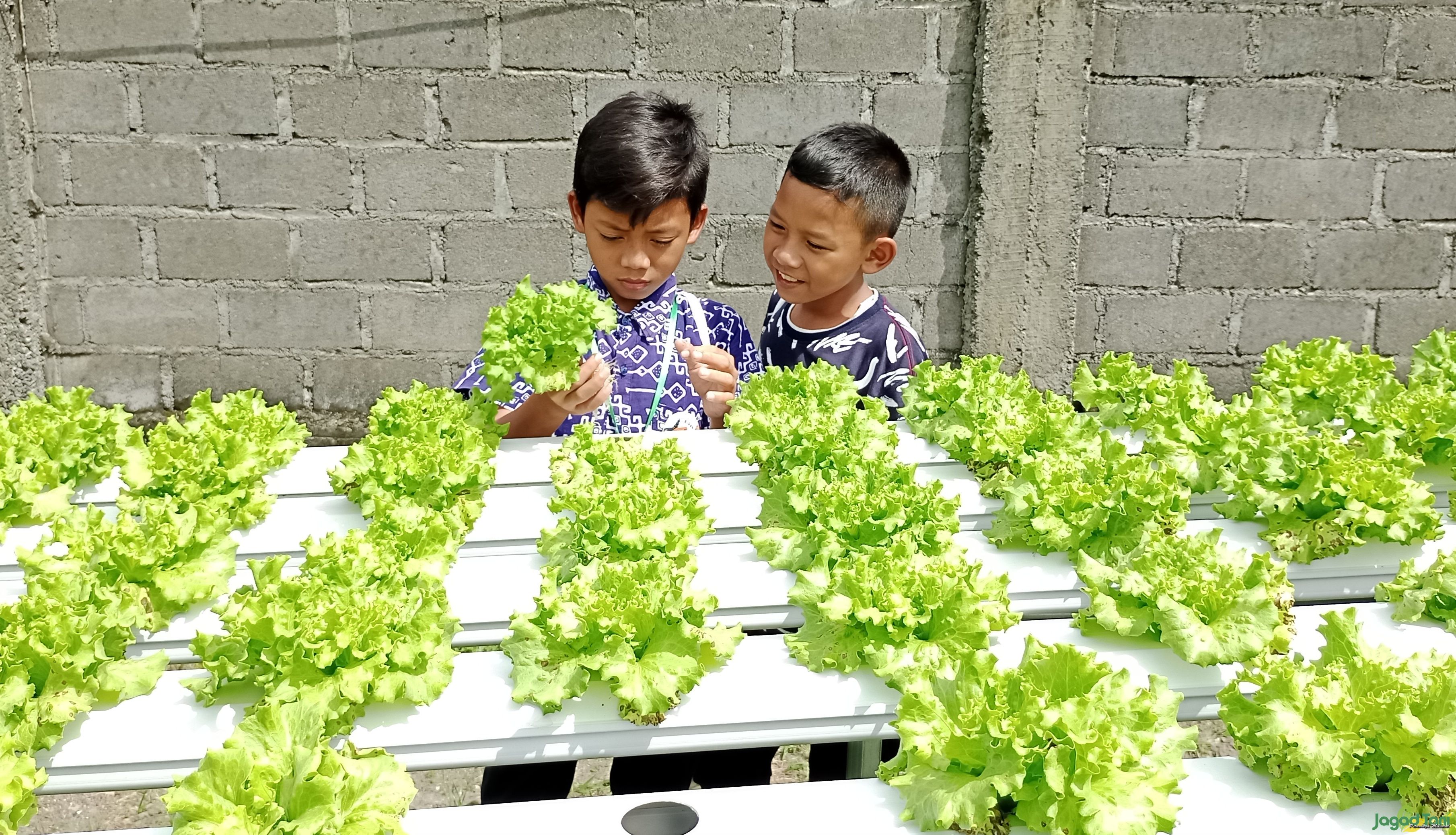 Belajar menanam Hidroponik 