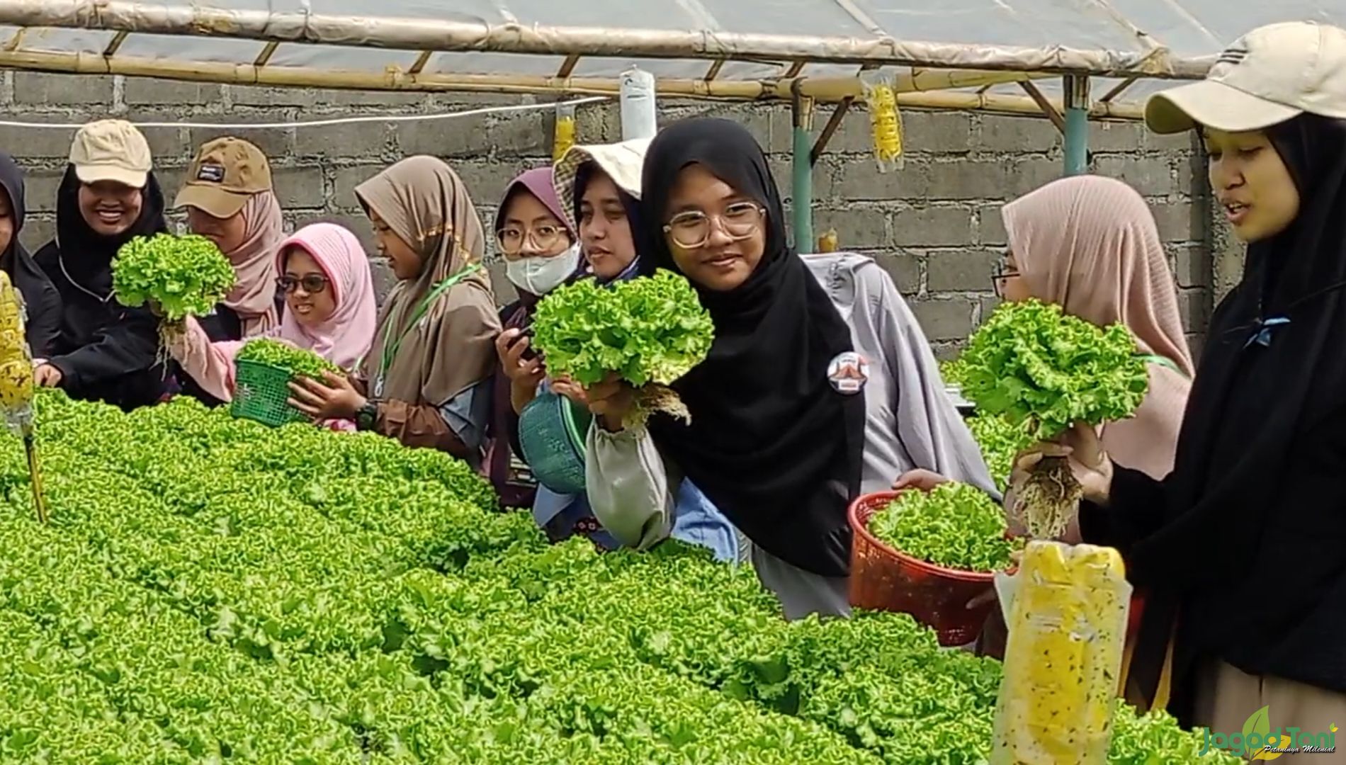 Libur Sekolah, Waktunya Belajar Menanam Hidroponik 
