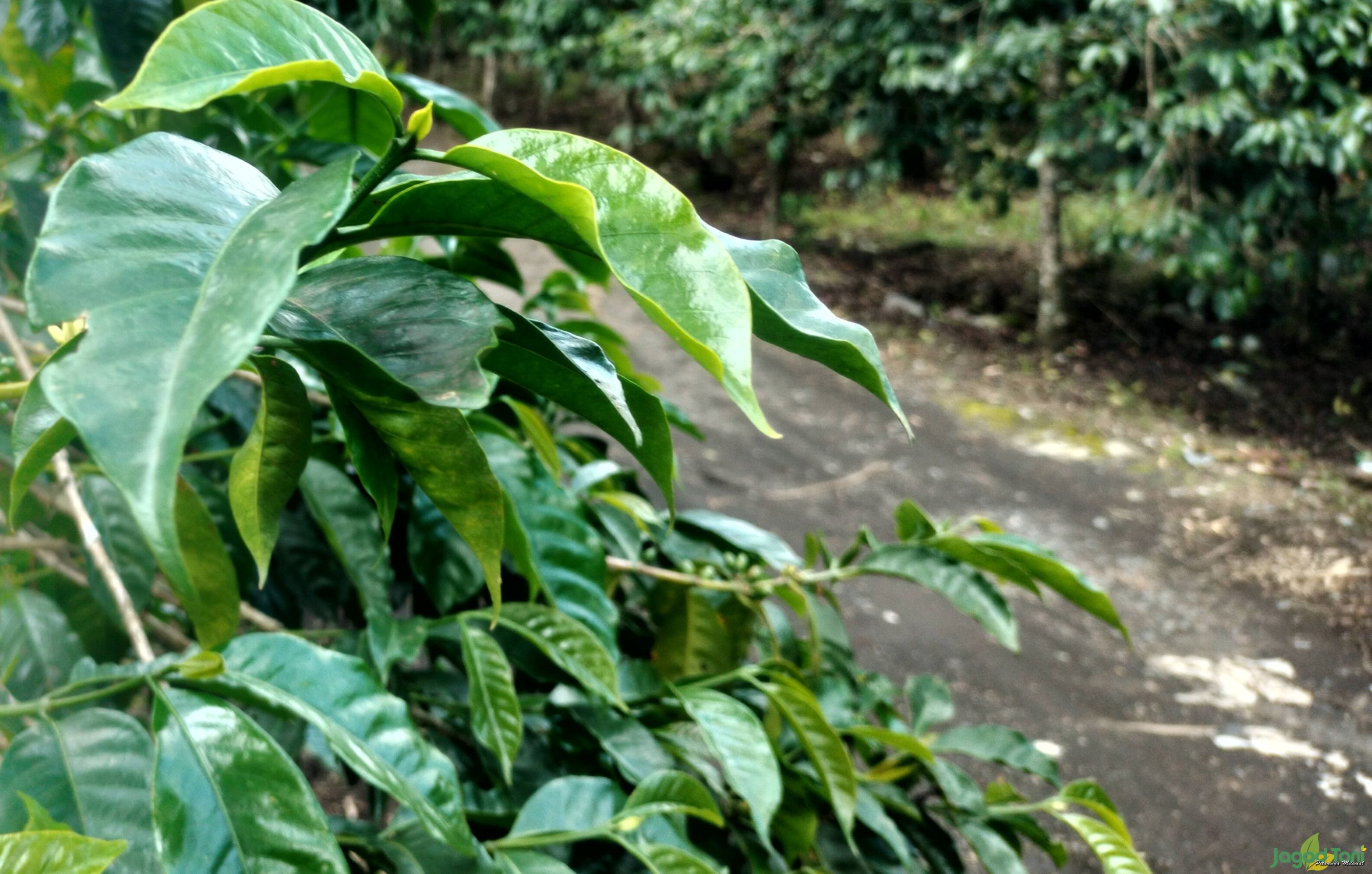 Menyusuri Surga Kopi di Bondowoso
