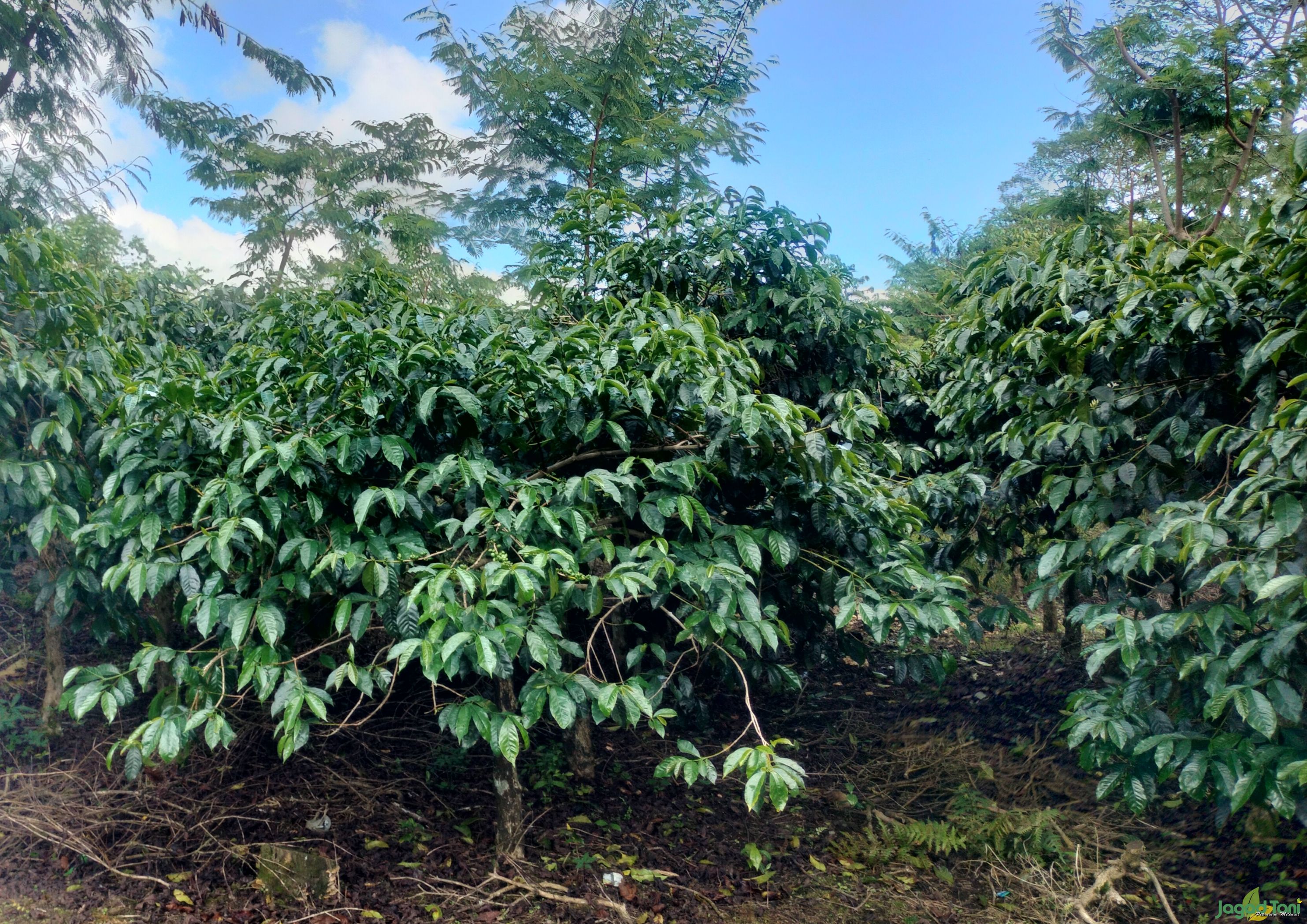 Menyusuri Surga Kopi di Bondowoso